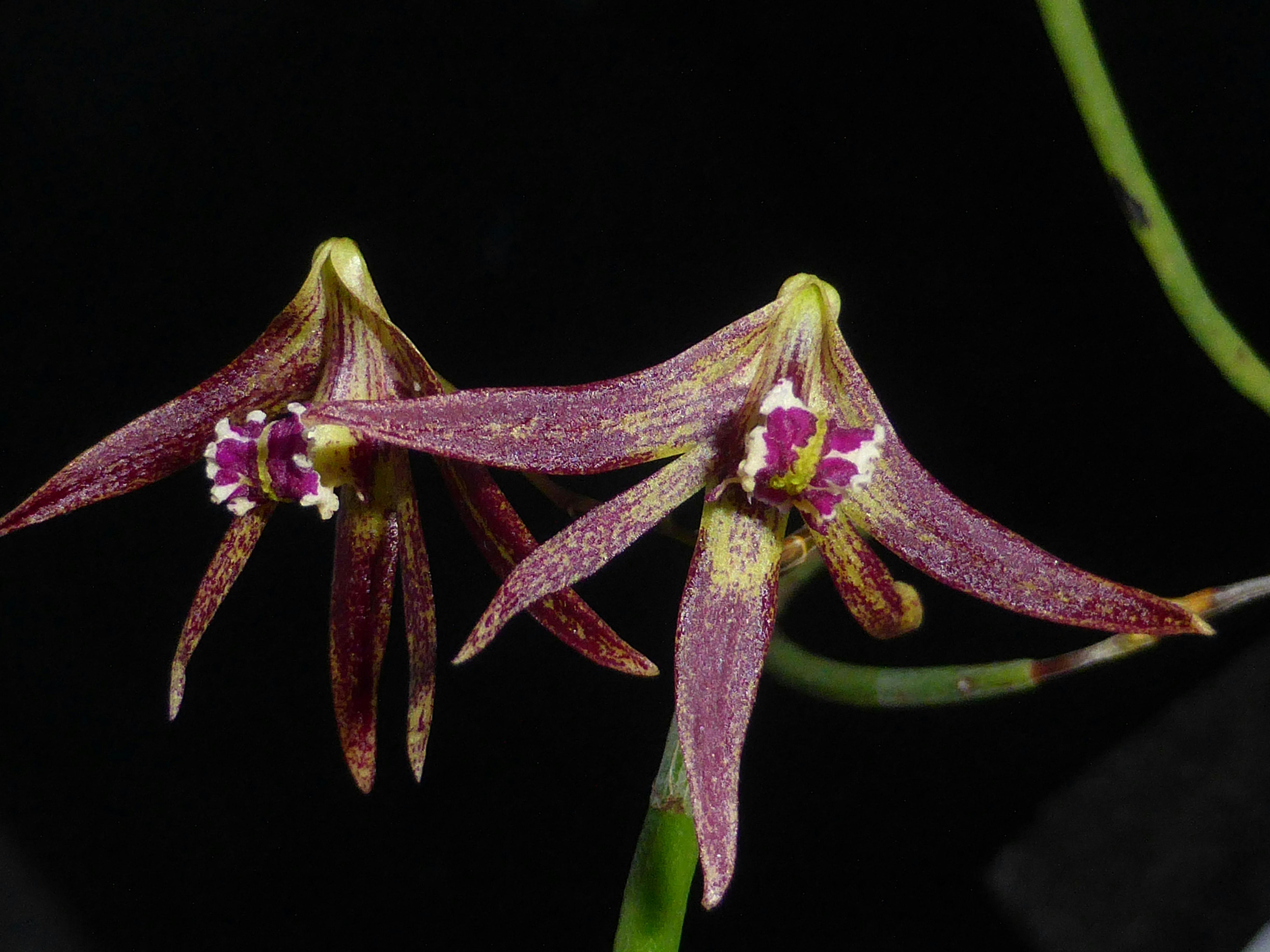 Dockrillia Hot Lips