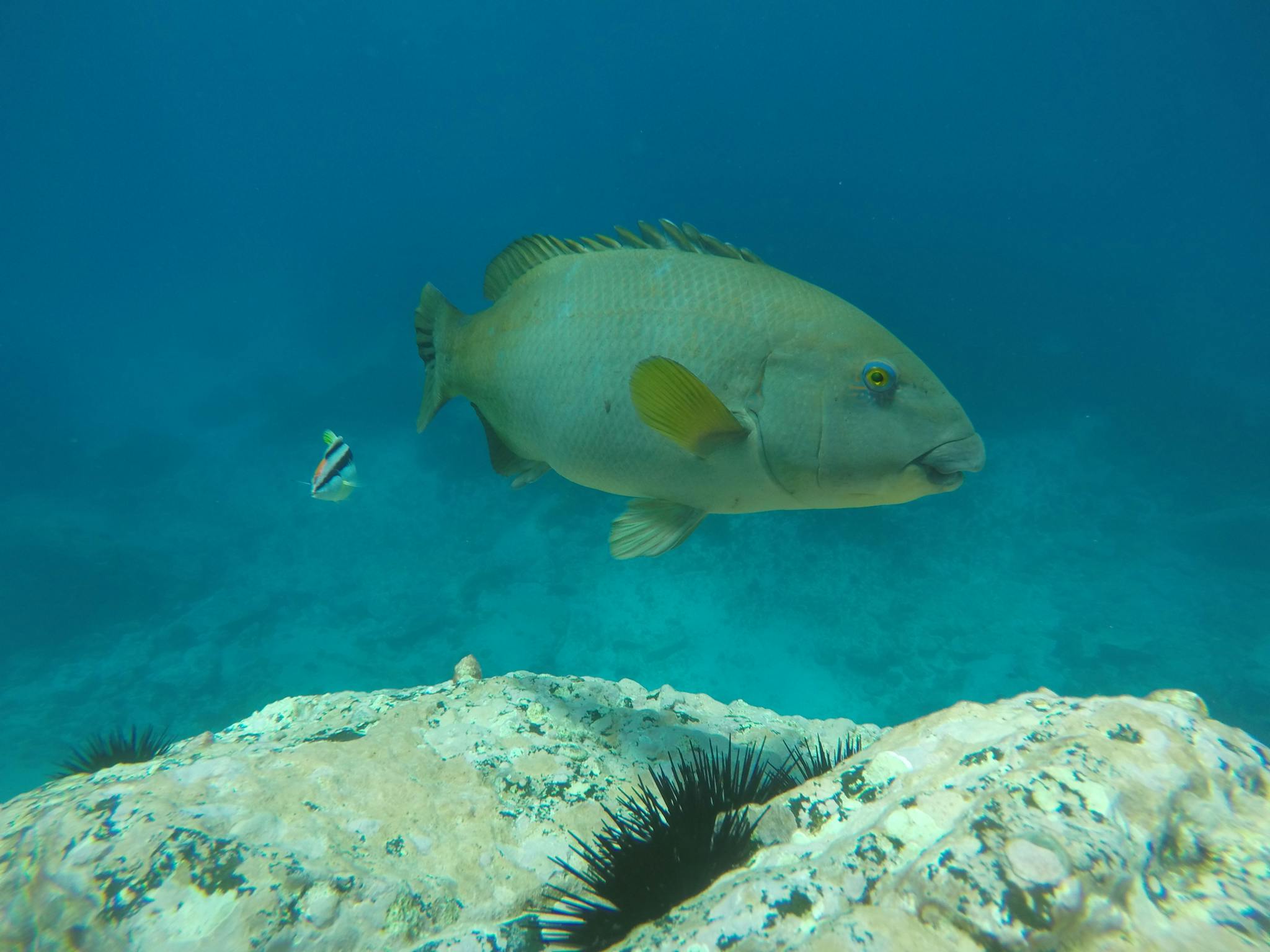 Female Blue Groper swimming side on whilst looking at the camera.