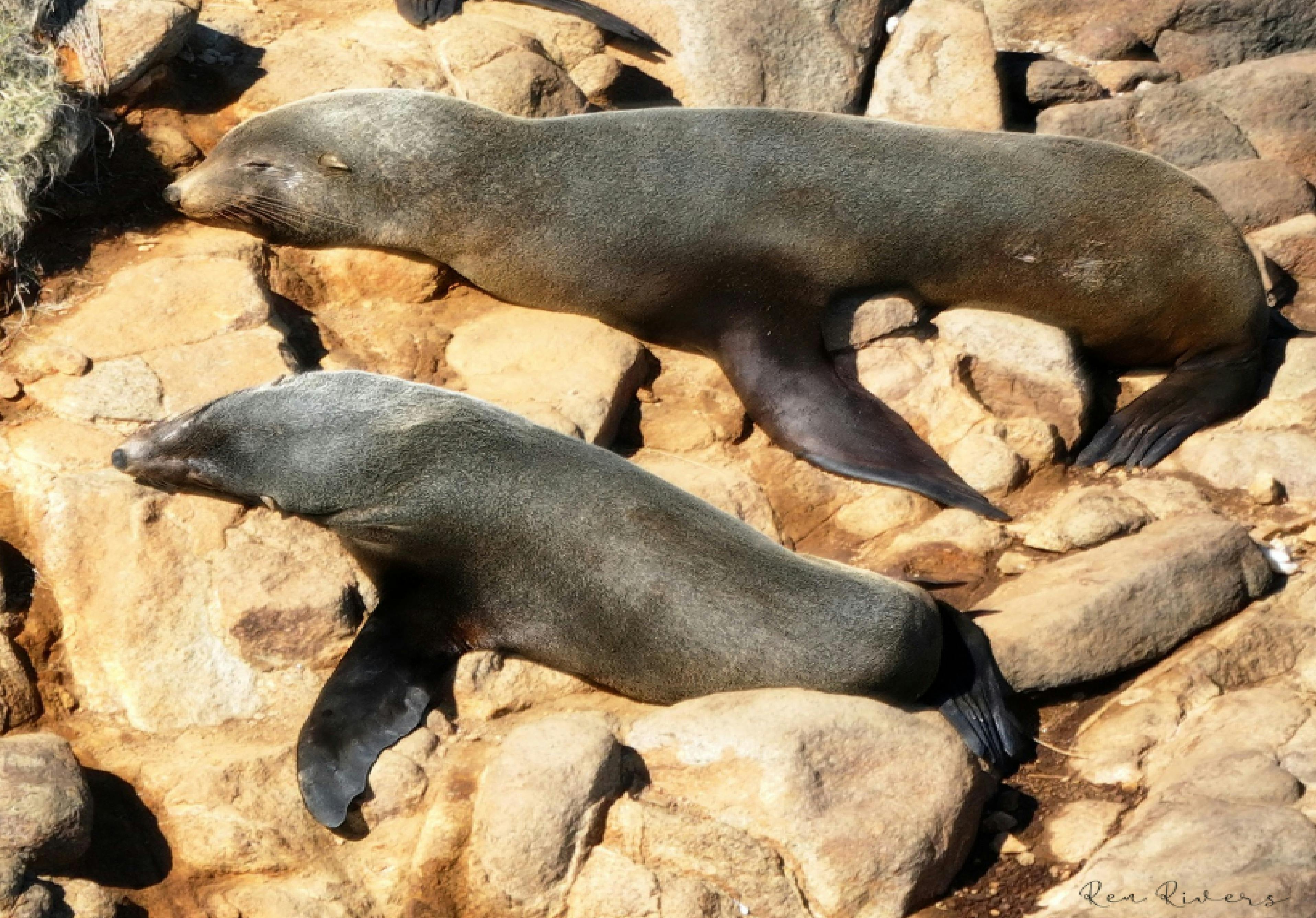 Sleepy Seal