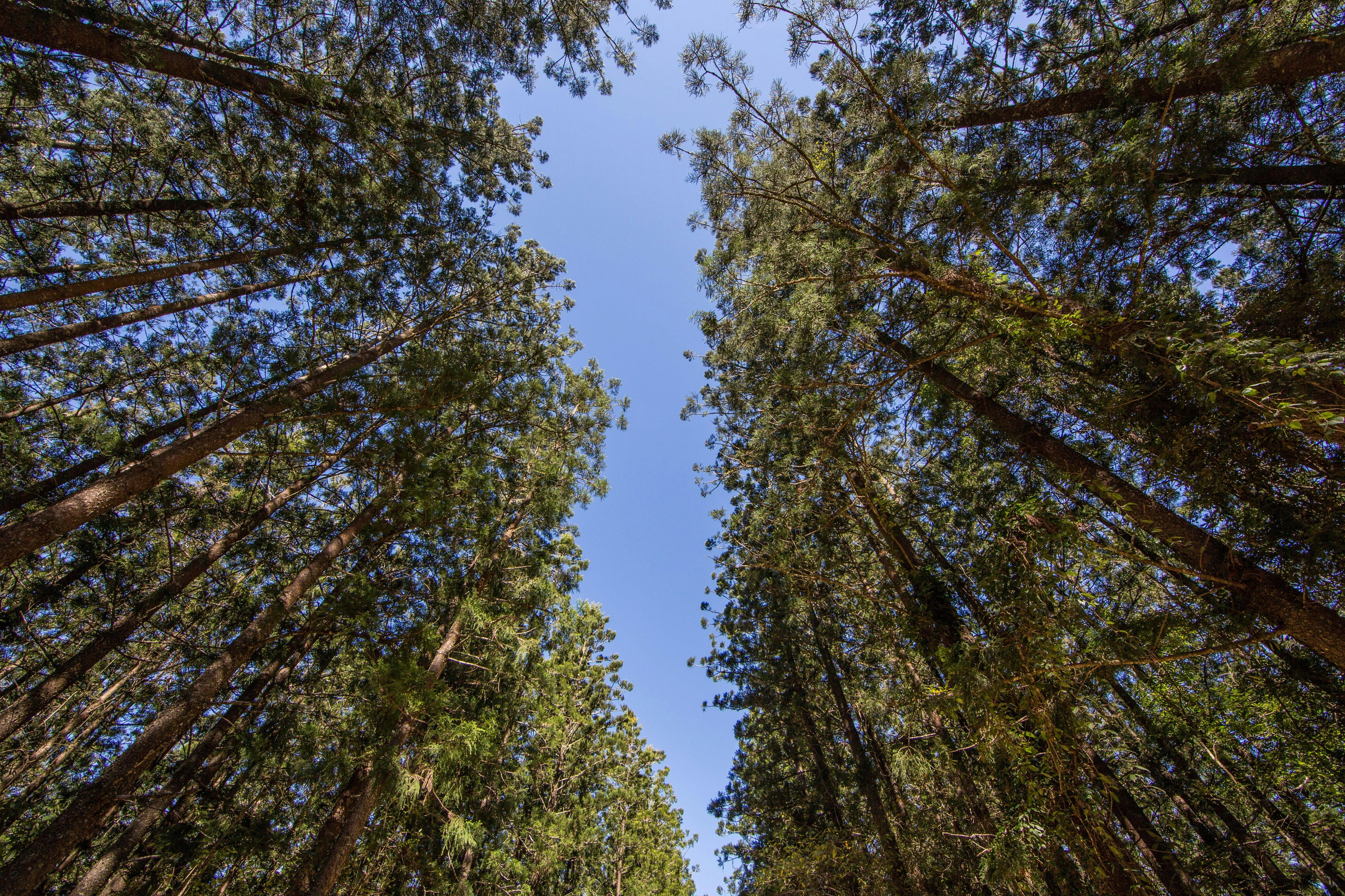 Mt Mee Rocky Hole Treeline