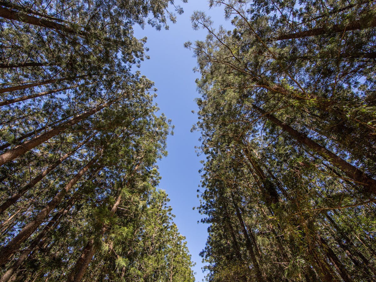 Mt Mee Rocky Hole Treeline