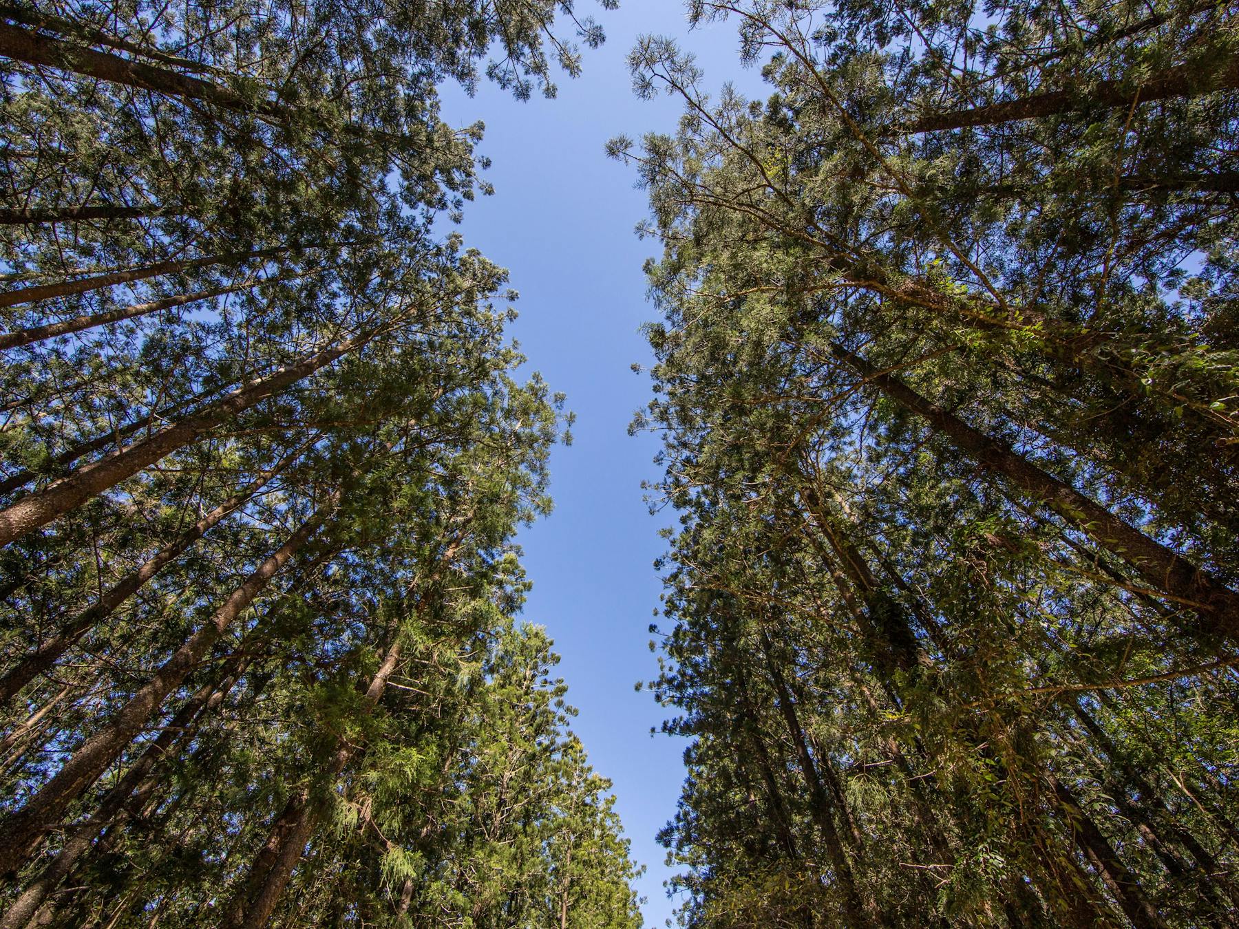 Mt Mee Rocky Hole Treeline