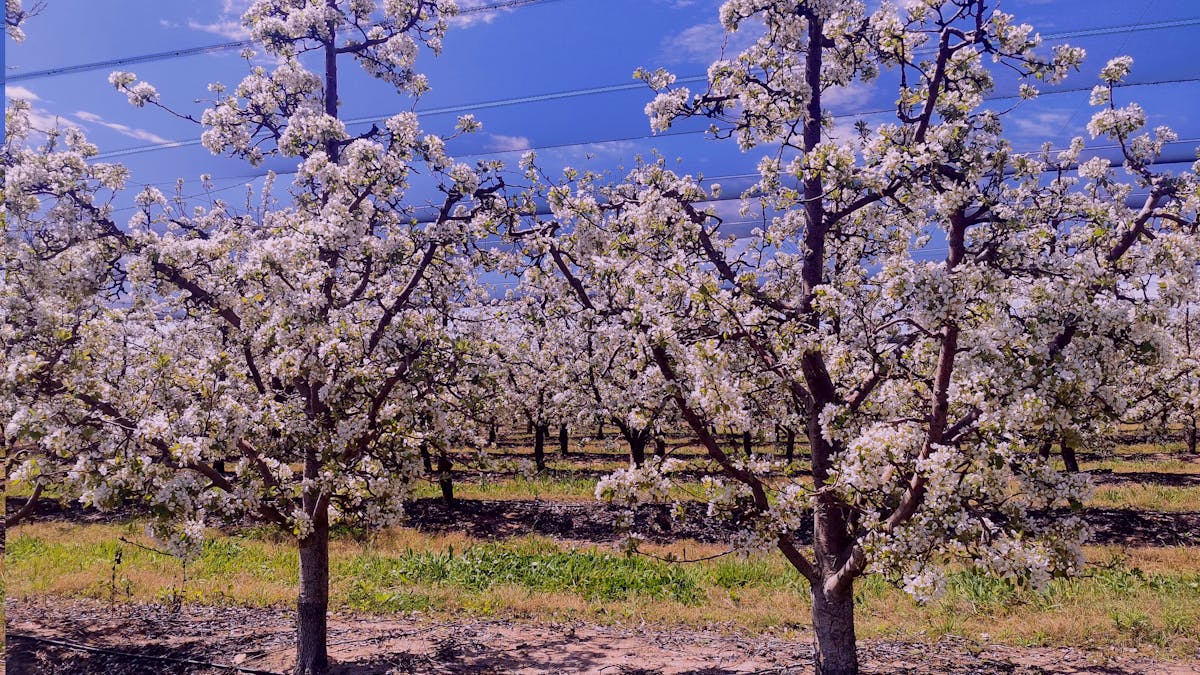 Apple blossoms