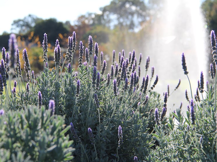 The Bath House Garden