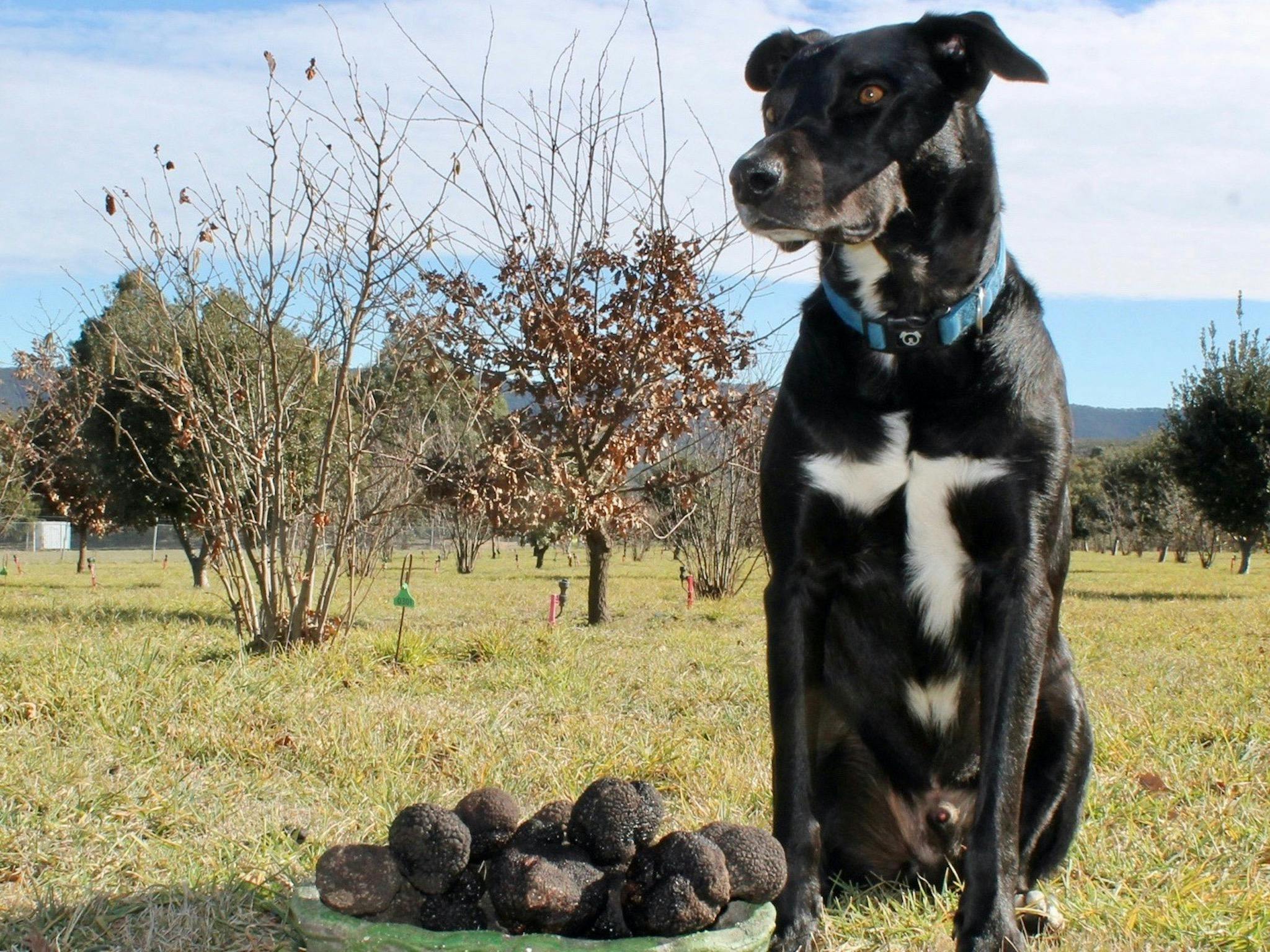 Winter Truffle Hunts