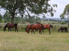 Horses on Mowbray Park Farm