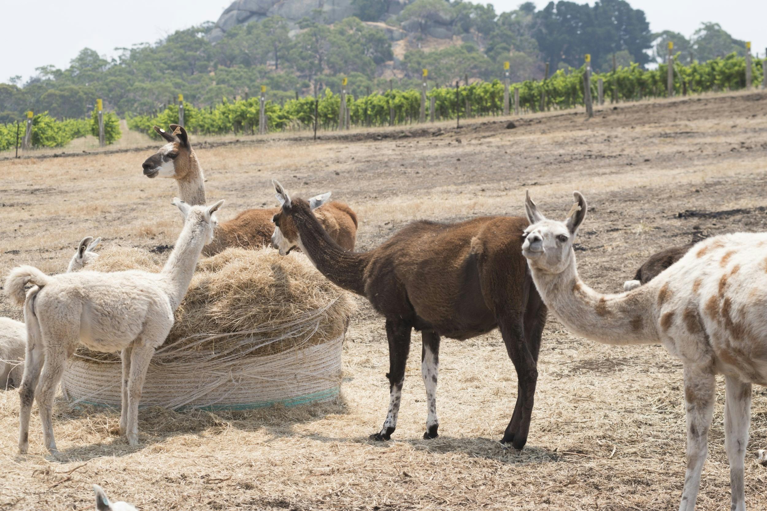 The llamas grazing nearby the restaurant