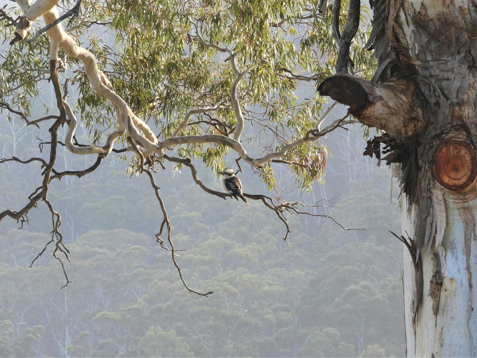 Kookaburra