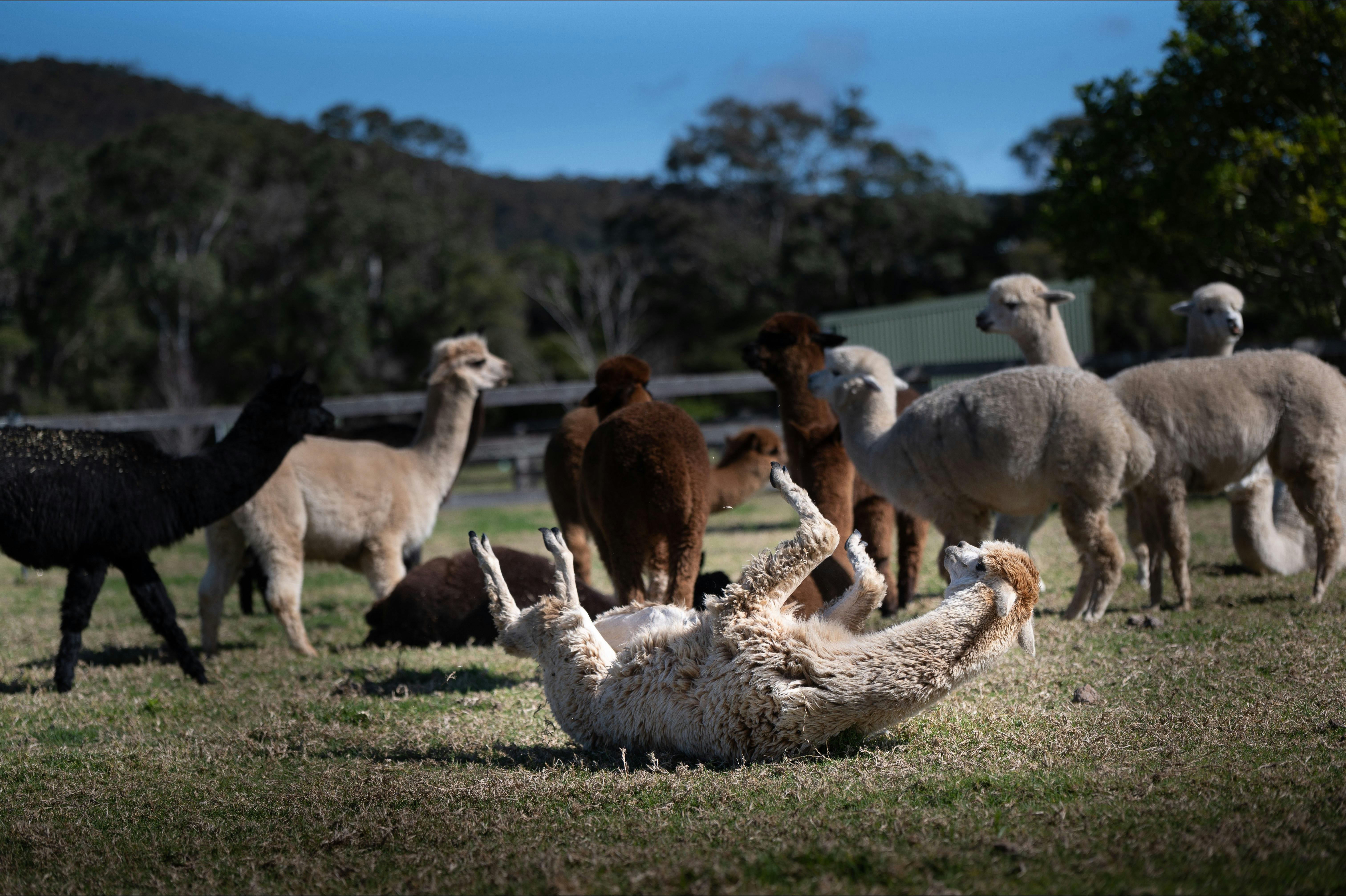 Breakfast with alpacas | NSW Holidays & Accommodation, Things to Do