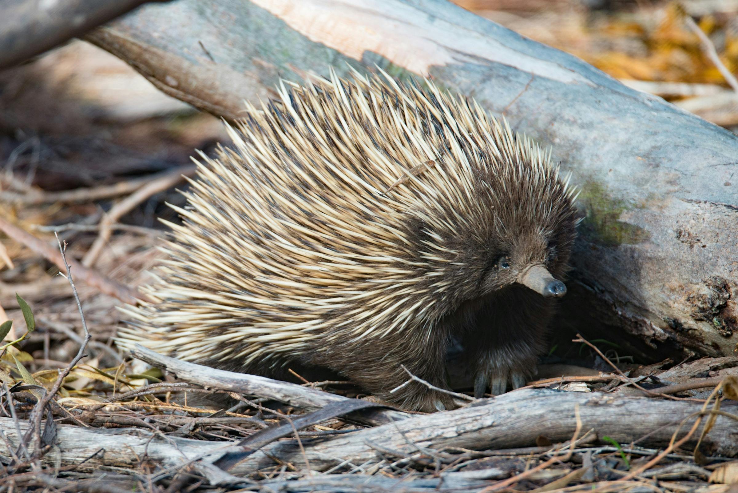 Short-beaked Echidna. Exceptional Kangaroo Island Tours.