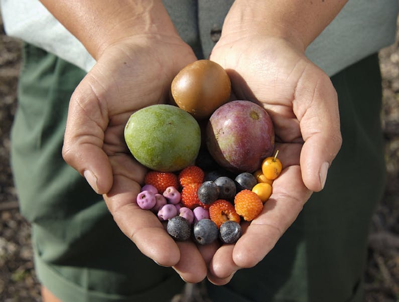 Image of the event 'Bush Tucker and Dharawal'
