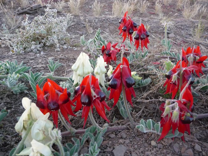 3 Day Flinders Ranges Tour SWTFR03
