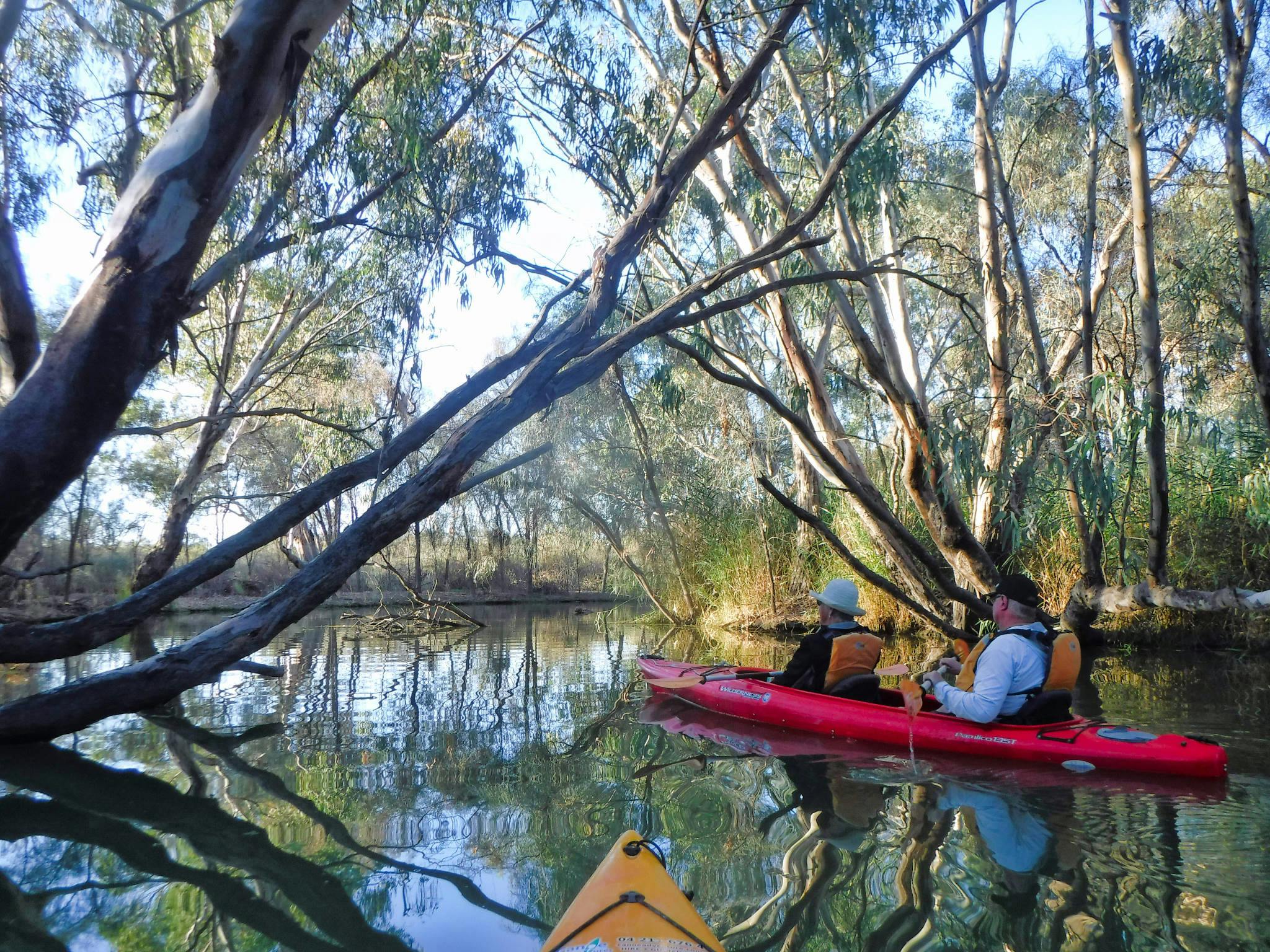 kayakers paddle through a tunnel of overhanging branches.