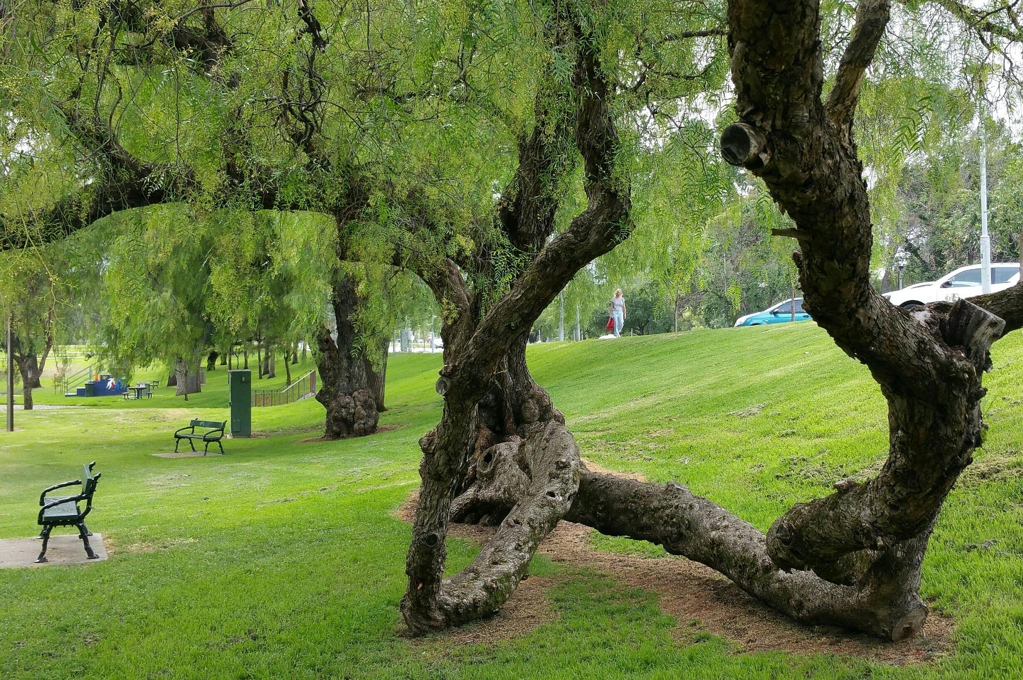 Guided Walk through Rundle Park / Kadlitpina (Park 13)