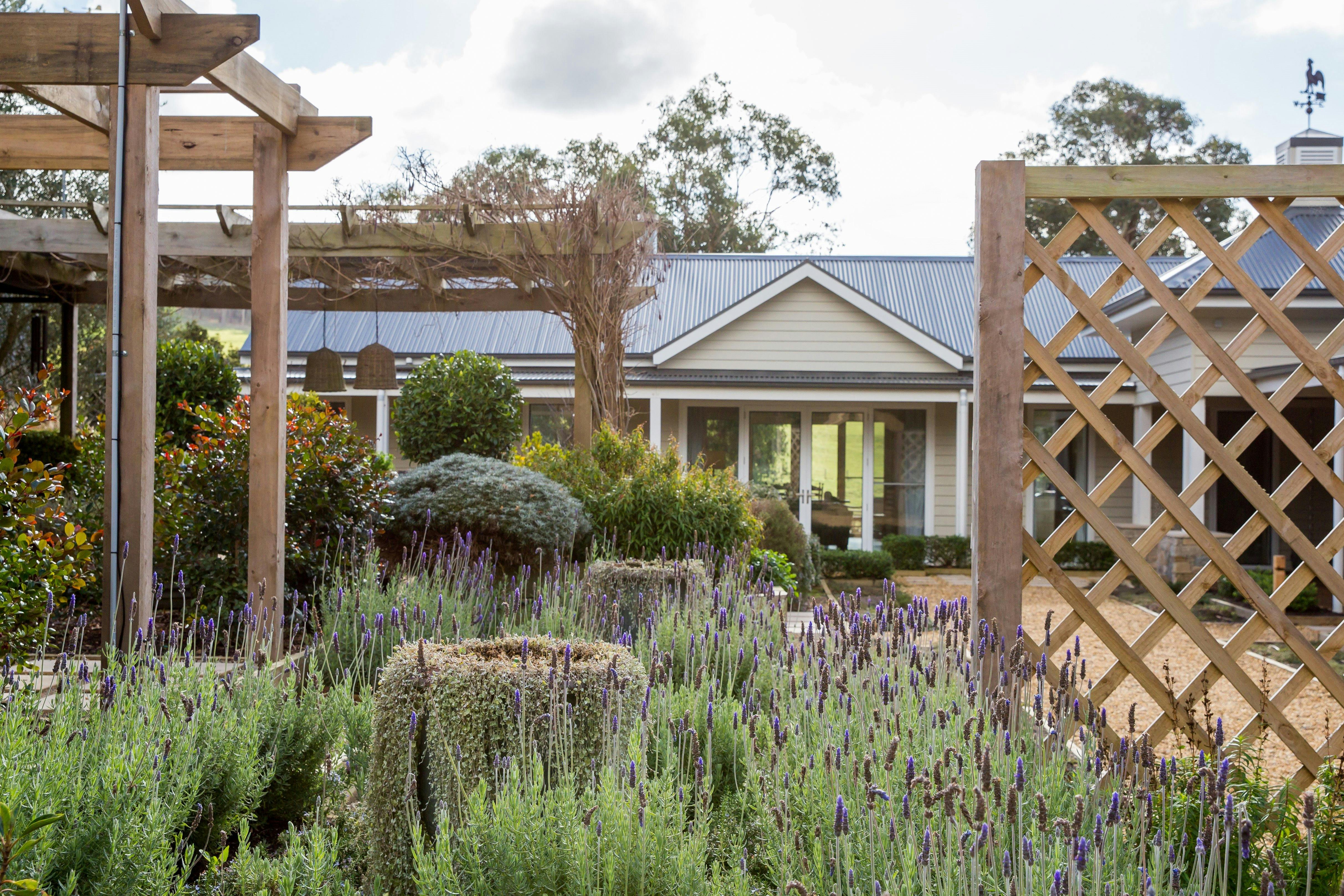 peeping through the lavendar