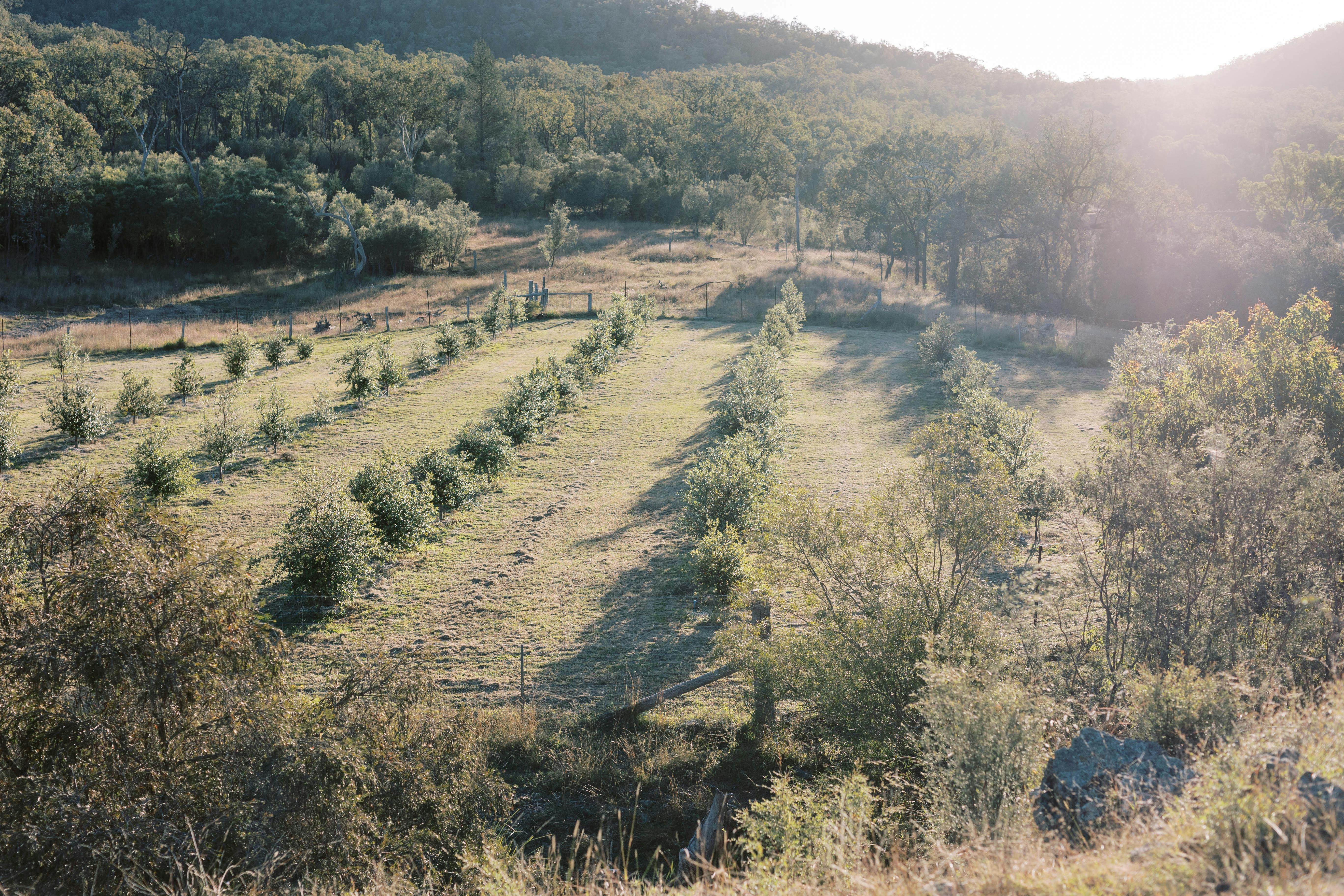 Truffle Paddock