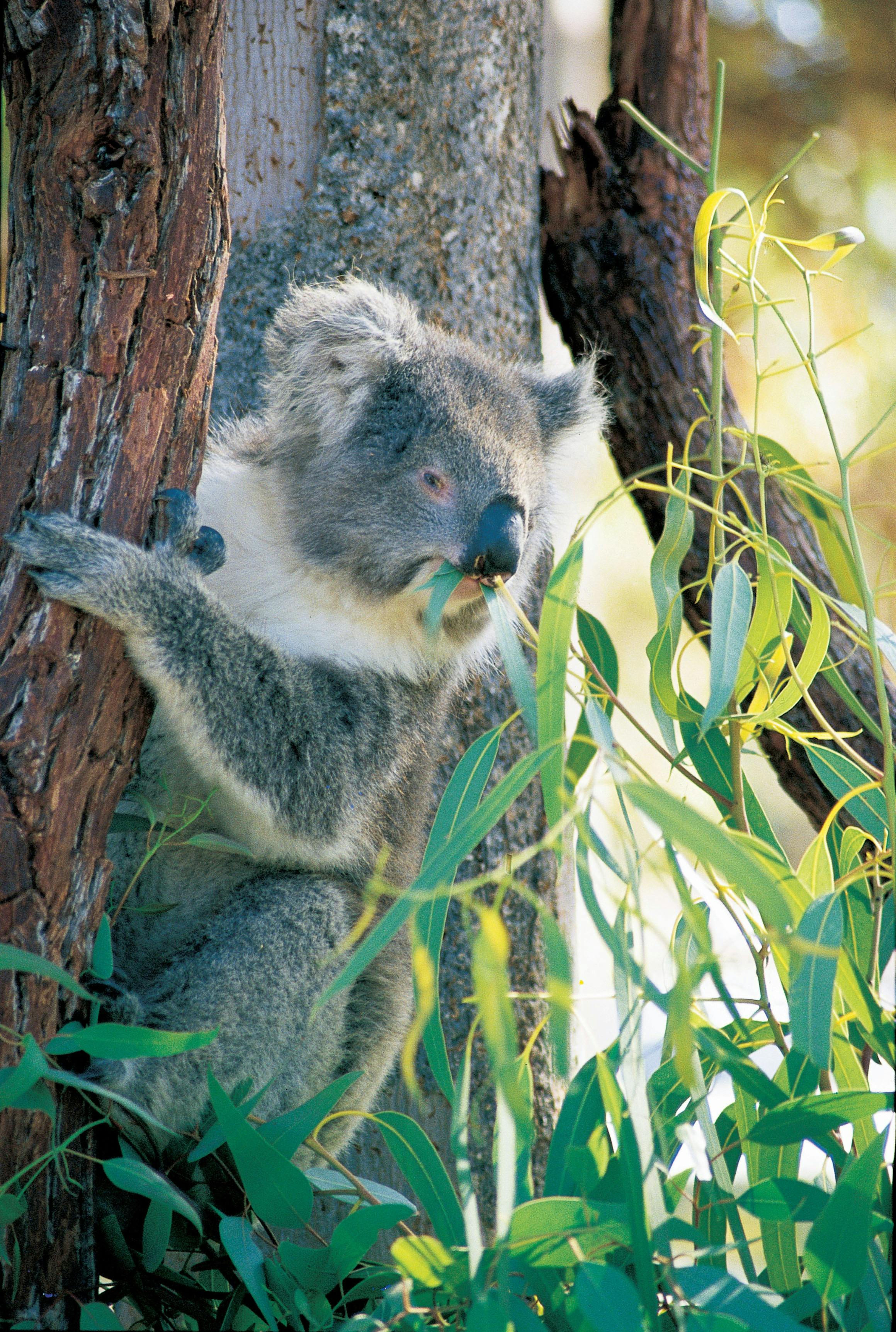 Koala,  Yanchep National Park, Western Australia