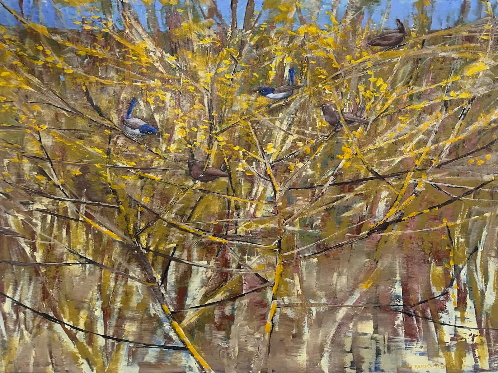 Blue Wrens in a shrub