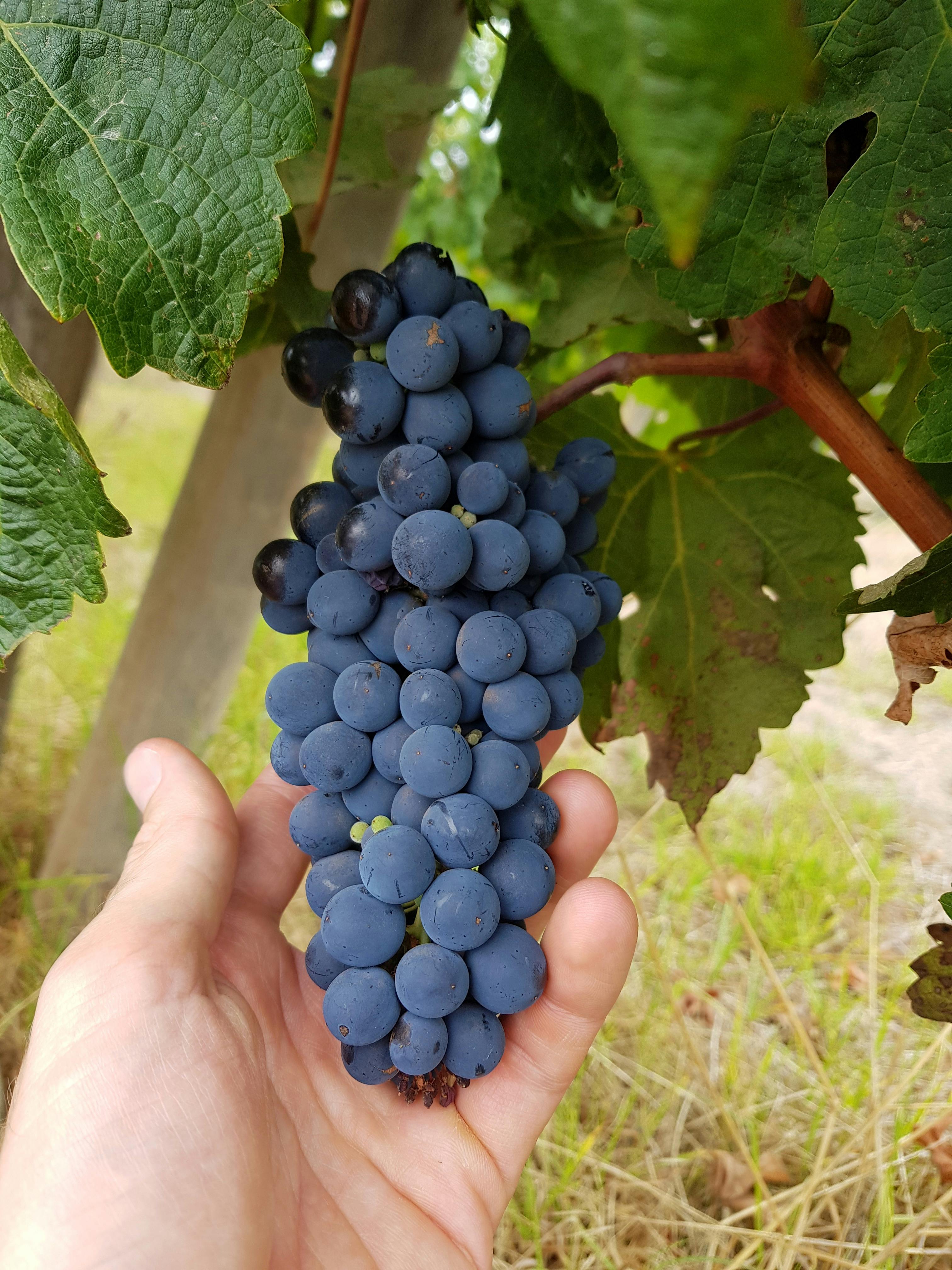 All About Margaret River, Margaret River, Western Australia