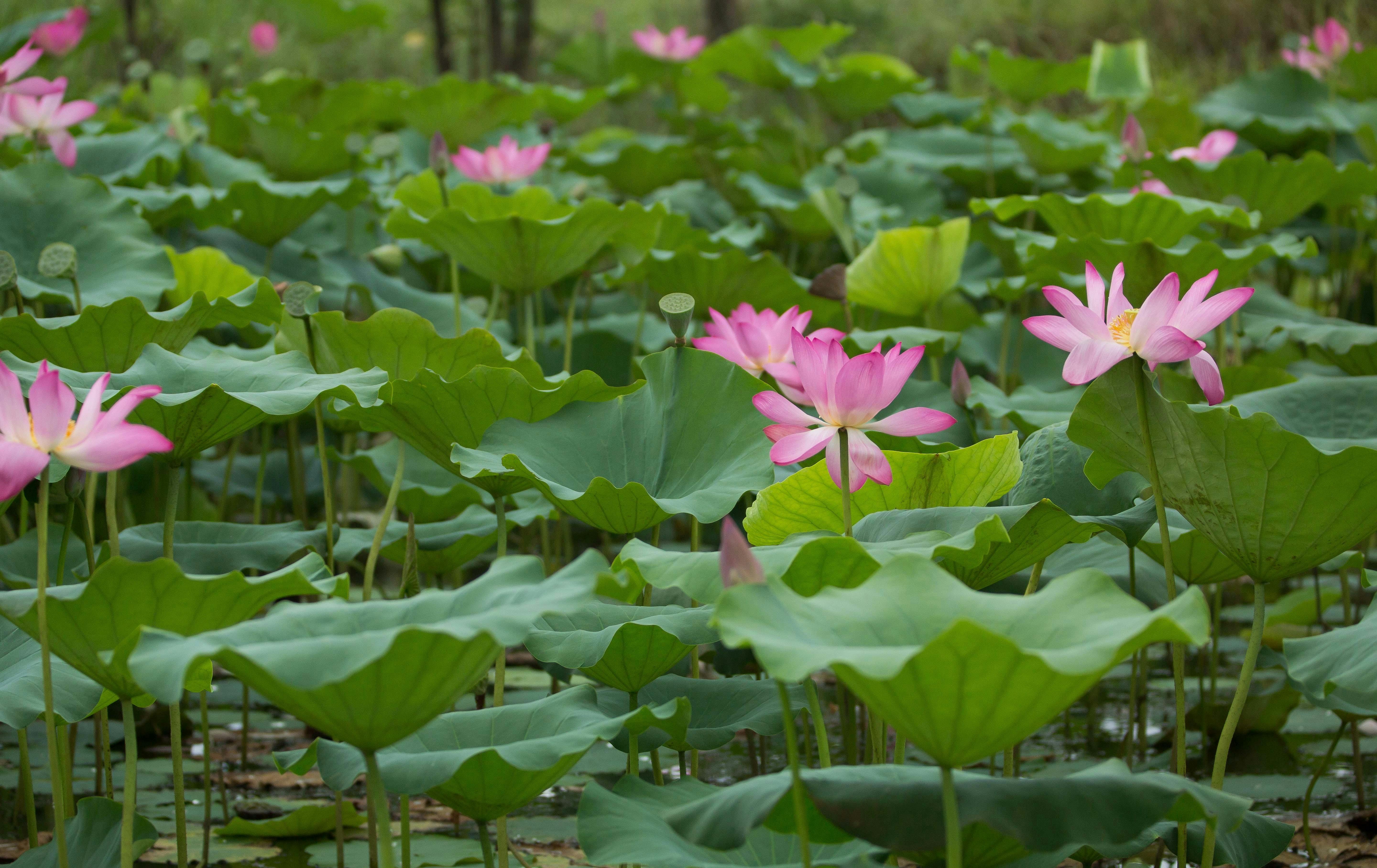 Sacred Lotus
