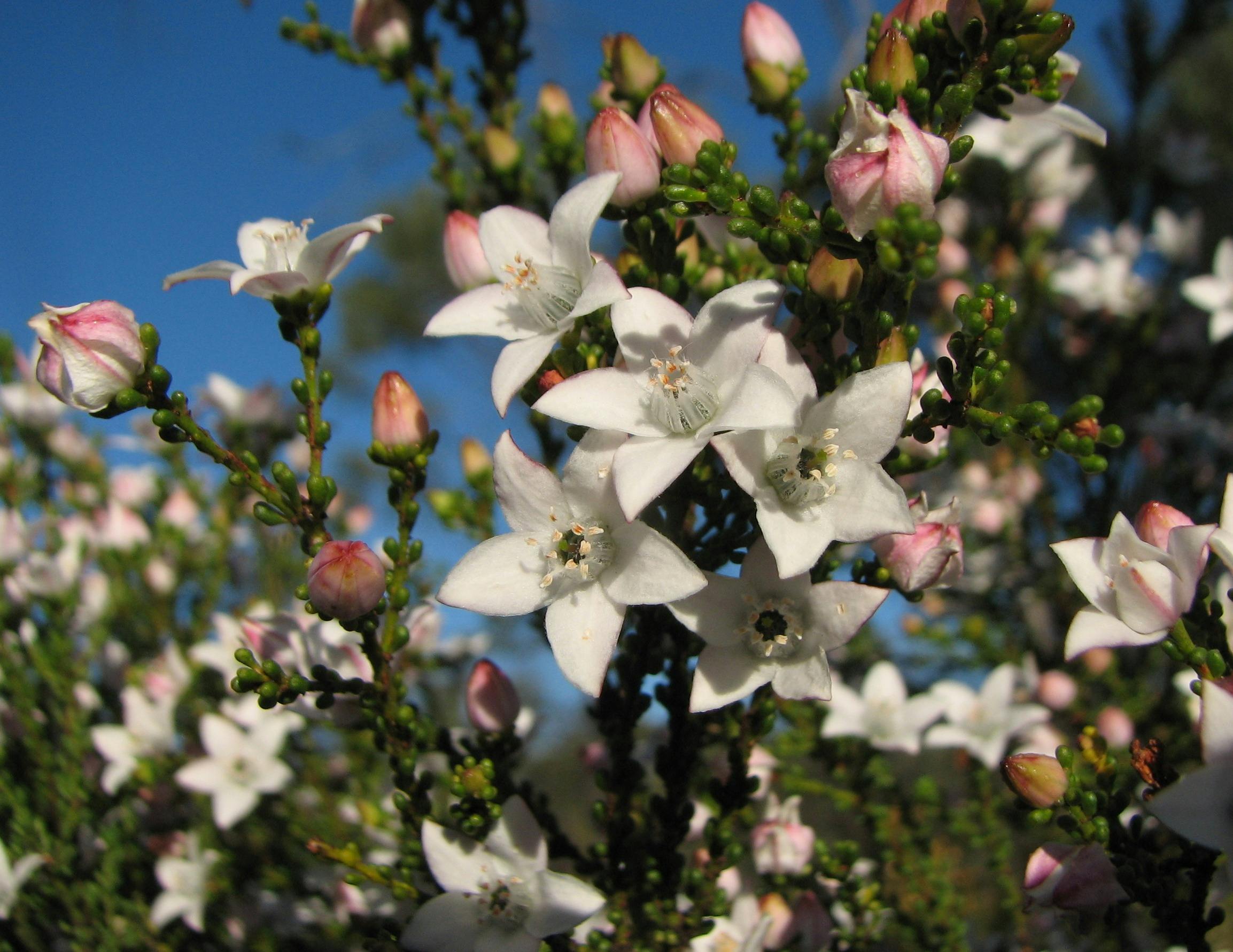 A closeup shot of some white flowers, only some of which have bloomed