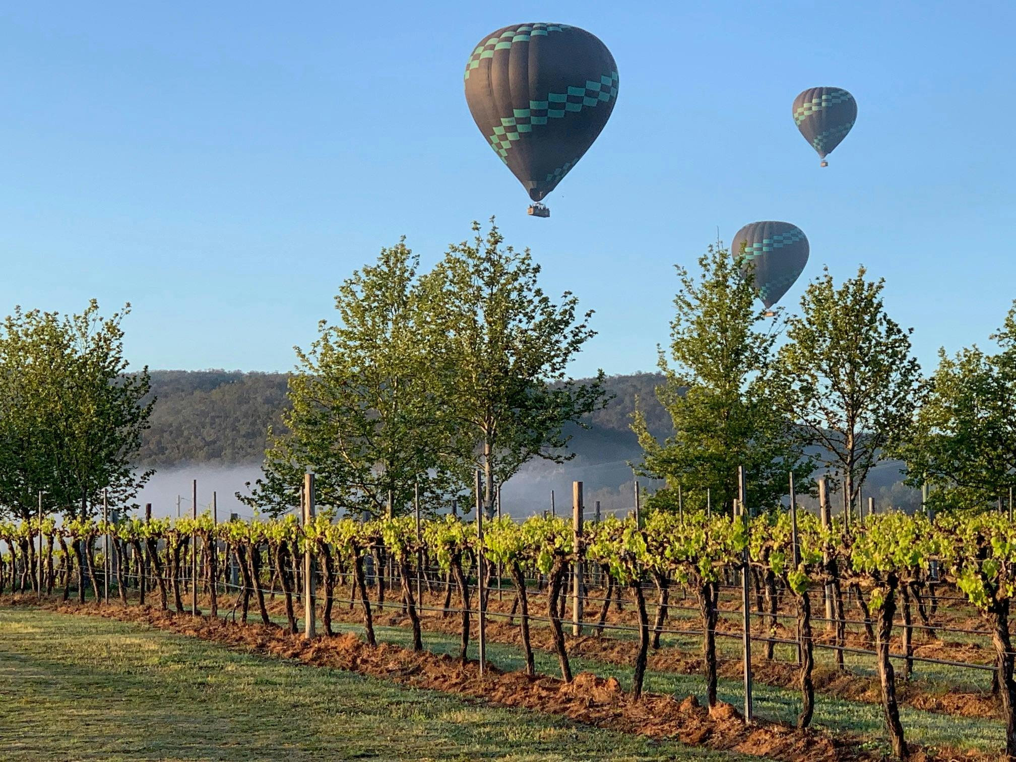 Monardo Estate Vineyard