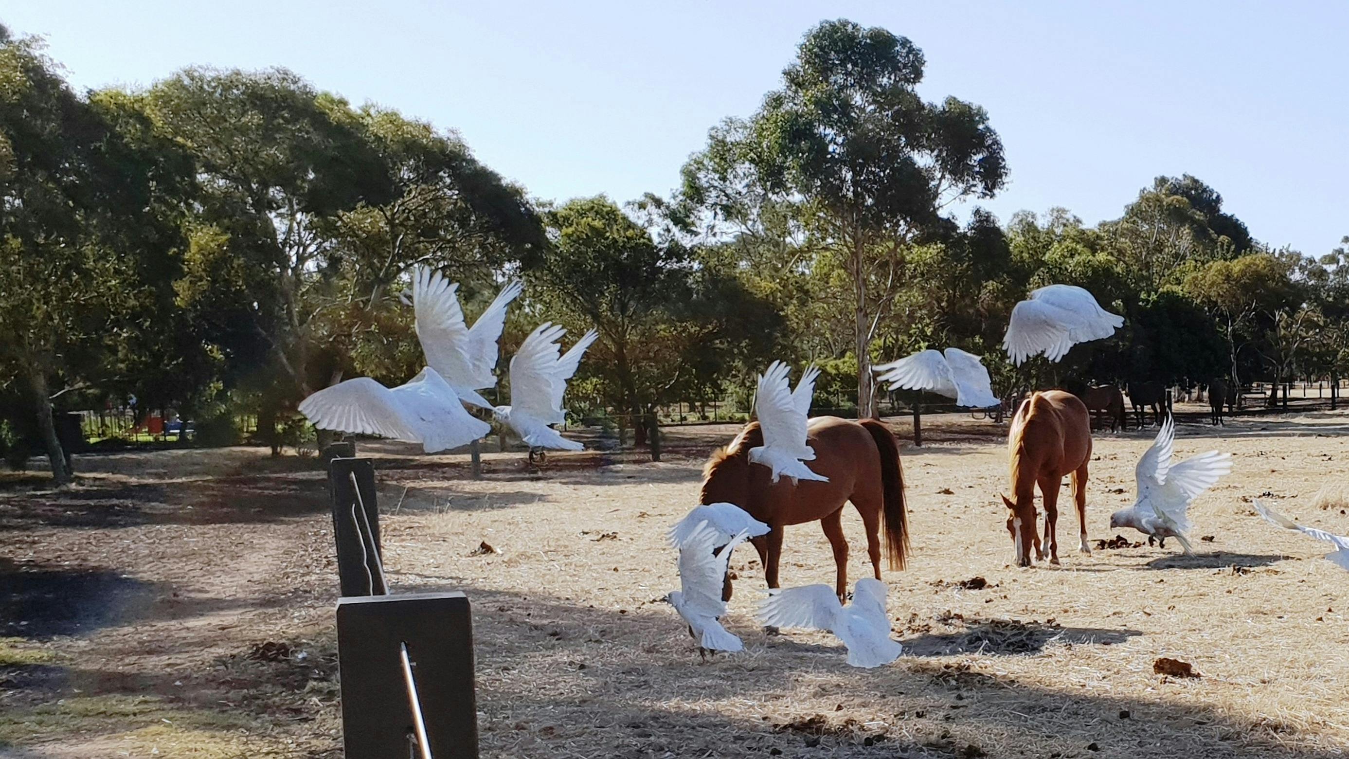 Lefevre Park / Nantu Wama (Park 6)