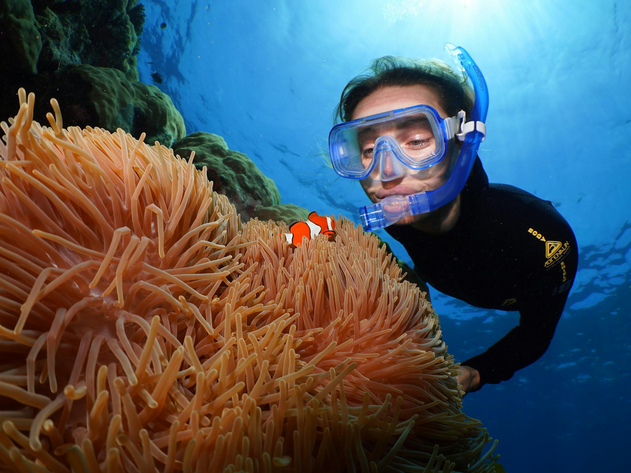 snorkeller and clownfish snorkeller and clownfish