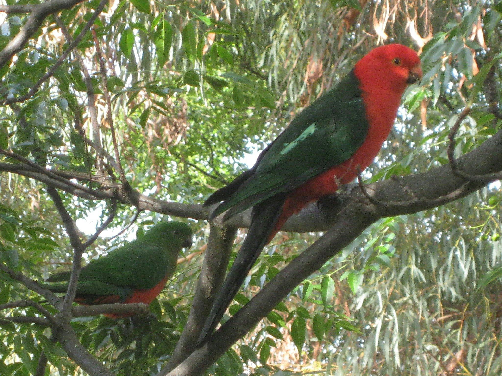 Birdlife at Athlone Park