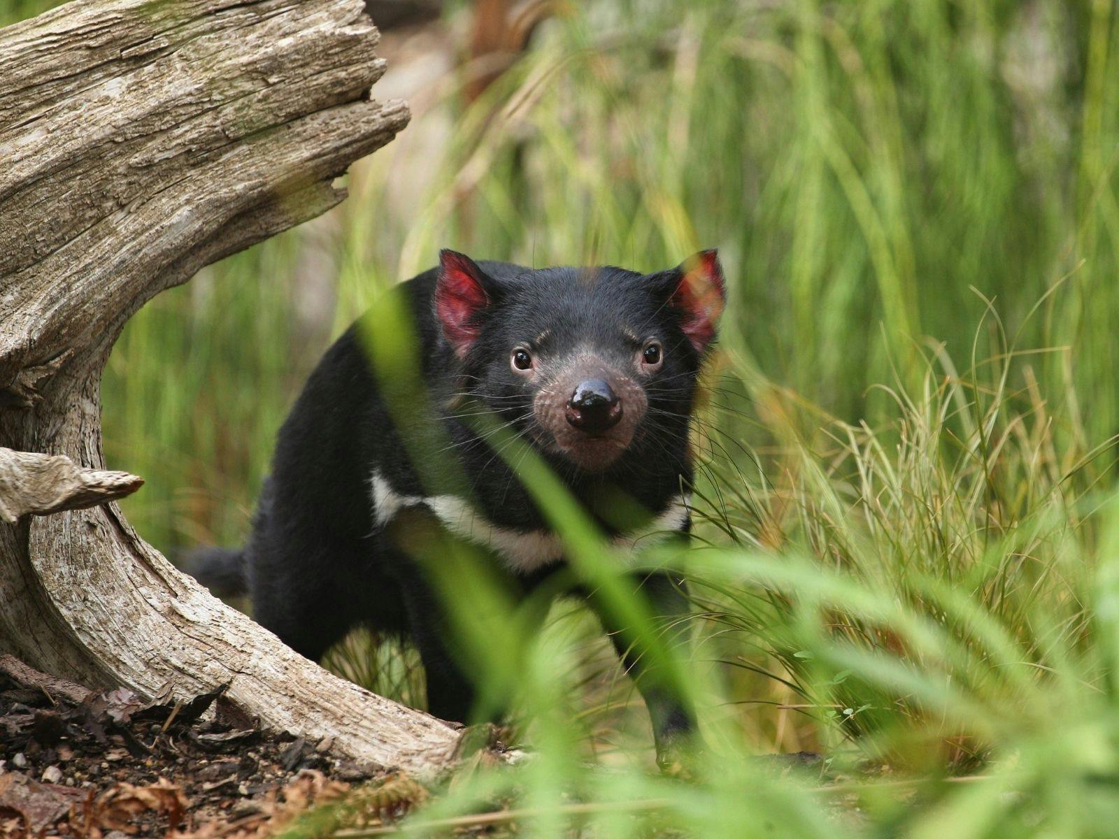 Tasmanian Devil