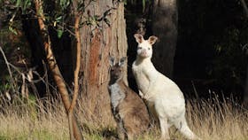 Wildlife
