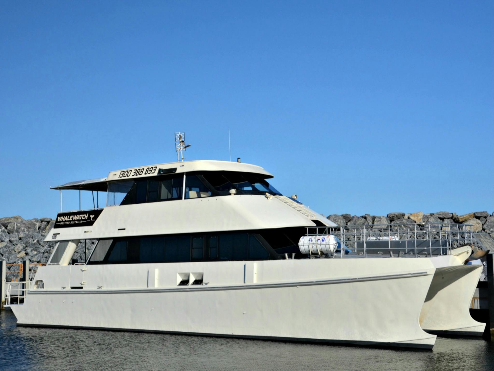 Premier Whale Watch Experience Augusta