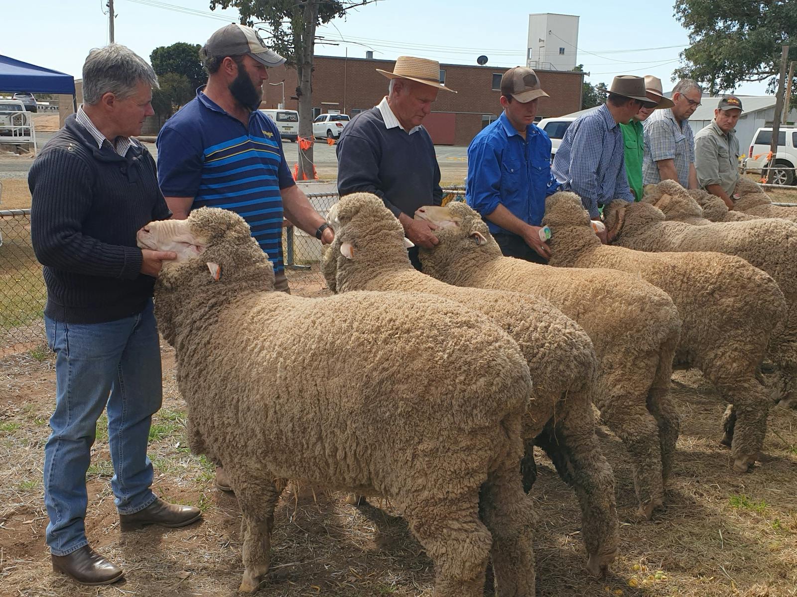 Image for Weethalle Show
