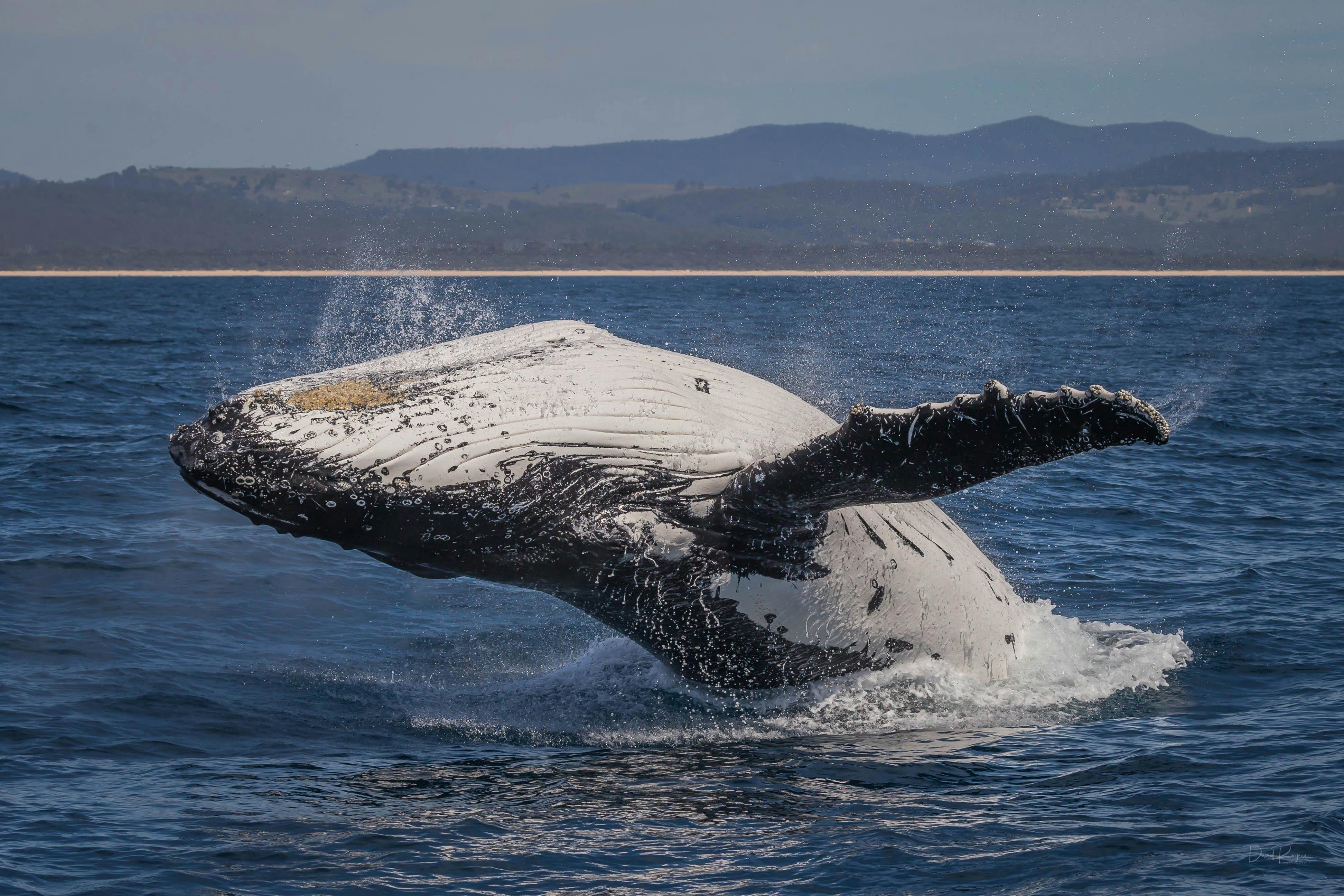 Bundian Way Story Walk