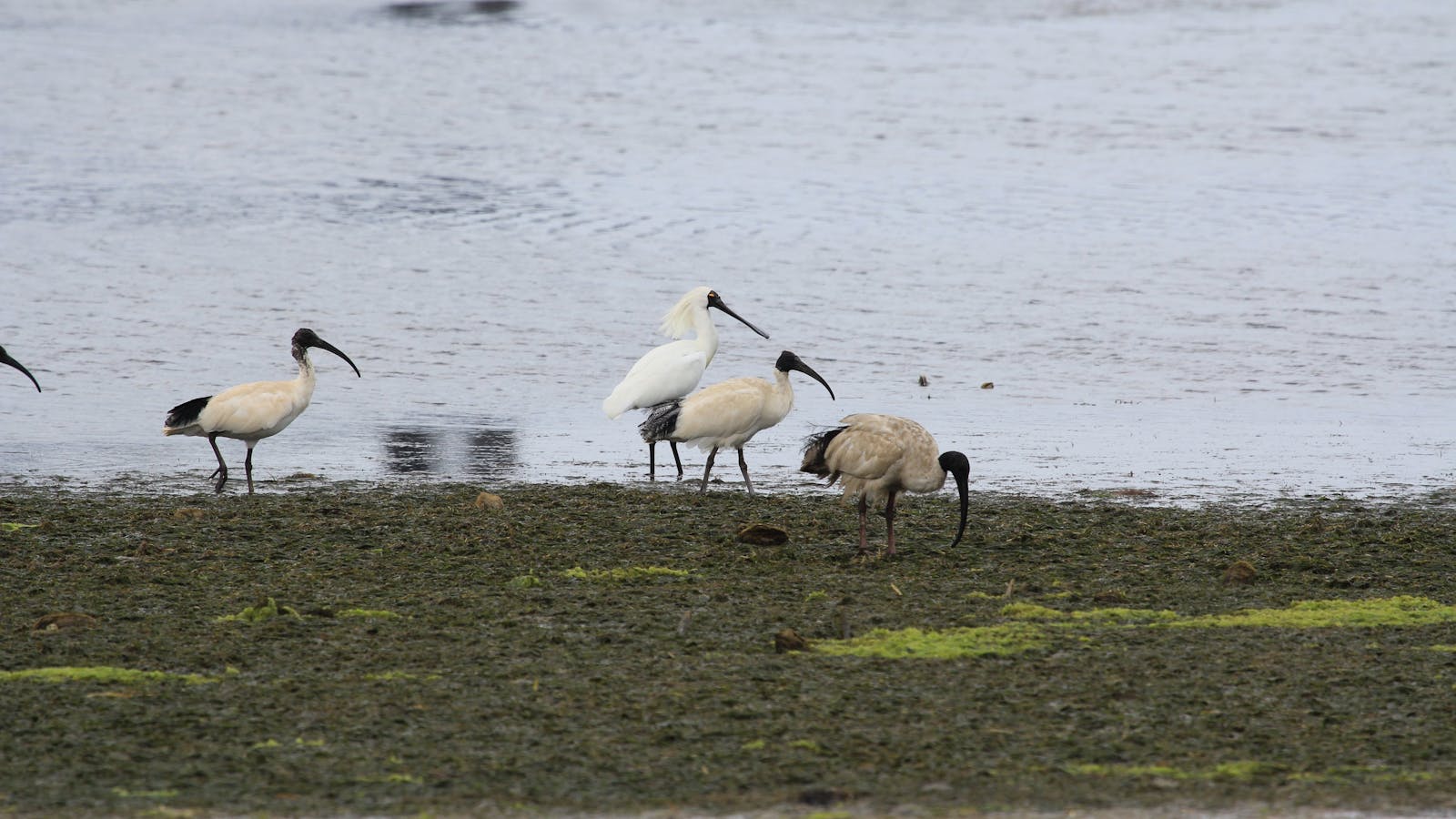 Adelaide International Bird Sanctuary National Park - Winaityinaityi Pangkara