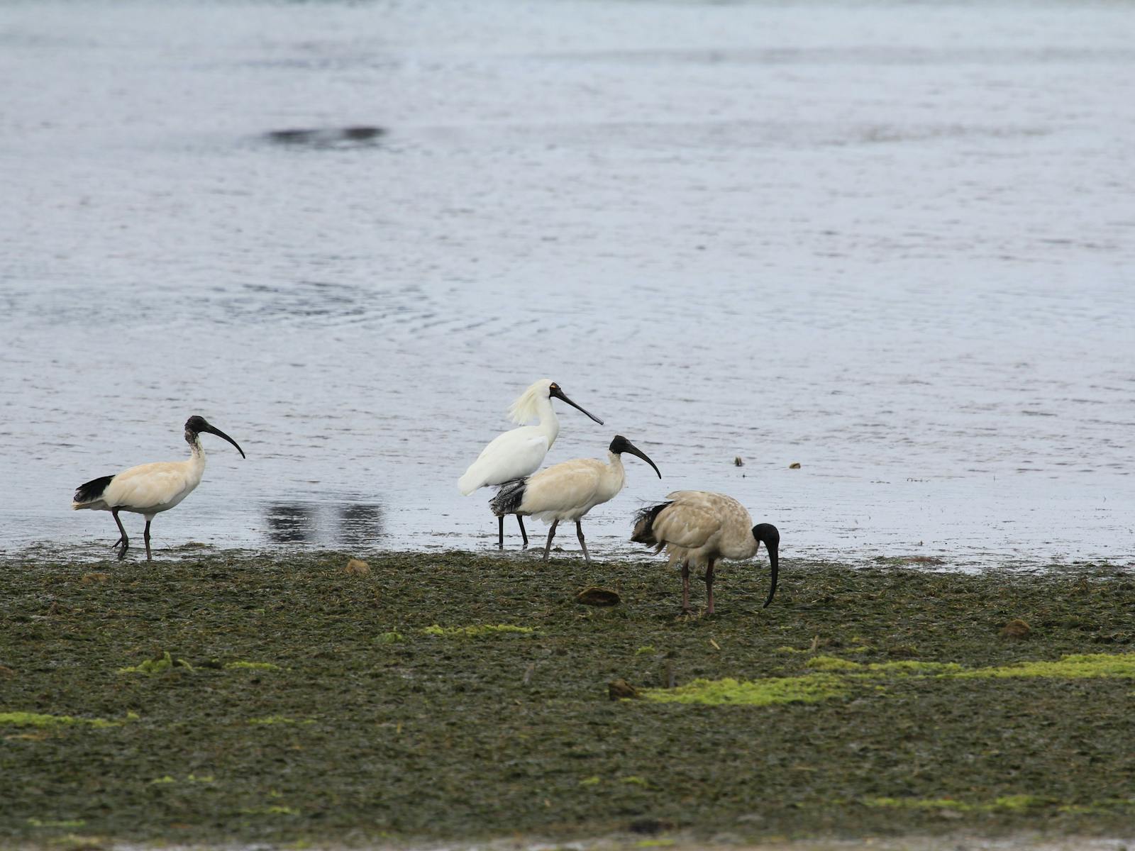 Adelaide International Bird Sanctuary