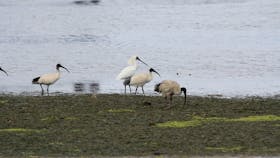Adelaide International Bird Sanctuary National Park - Winaityinaityi Pangkara