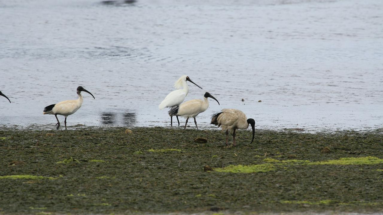 Adelaide International Bird Sanctuary National Park - Winaityinaityi Pangkara