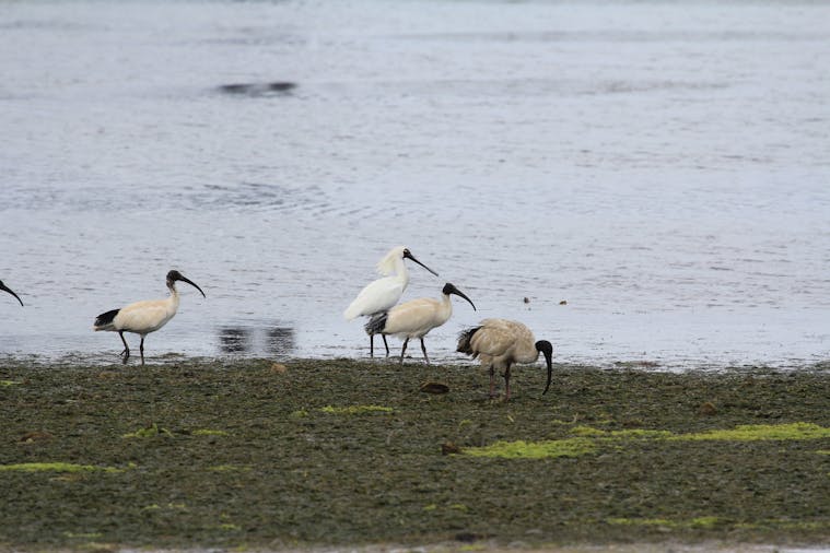 Adelaide International Bird Sanctuary National Park Winaityinaityi Pangkara