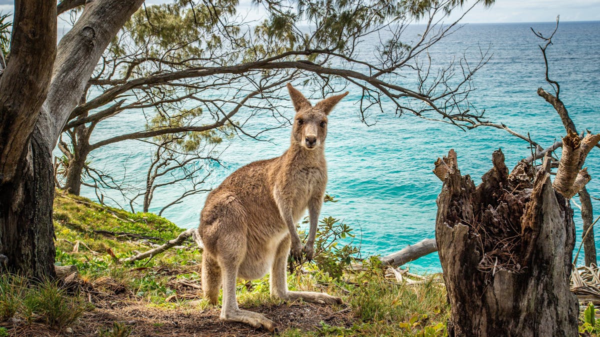 Kangaroo standing near the cliffs at Point Lookout, North Stradbroke Island – a common sight on our