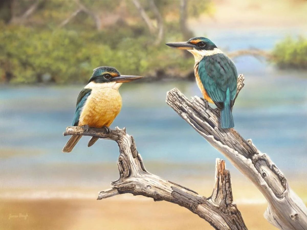 Along the Wooli Wooli Sacred Kingfishers by James Hough