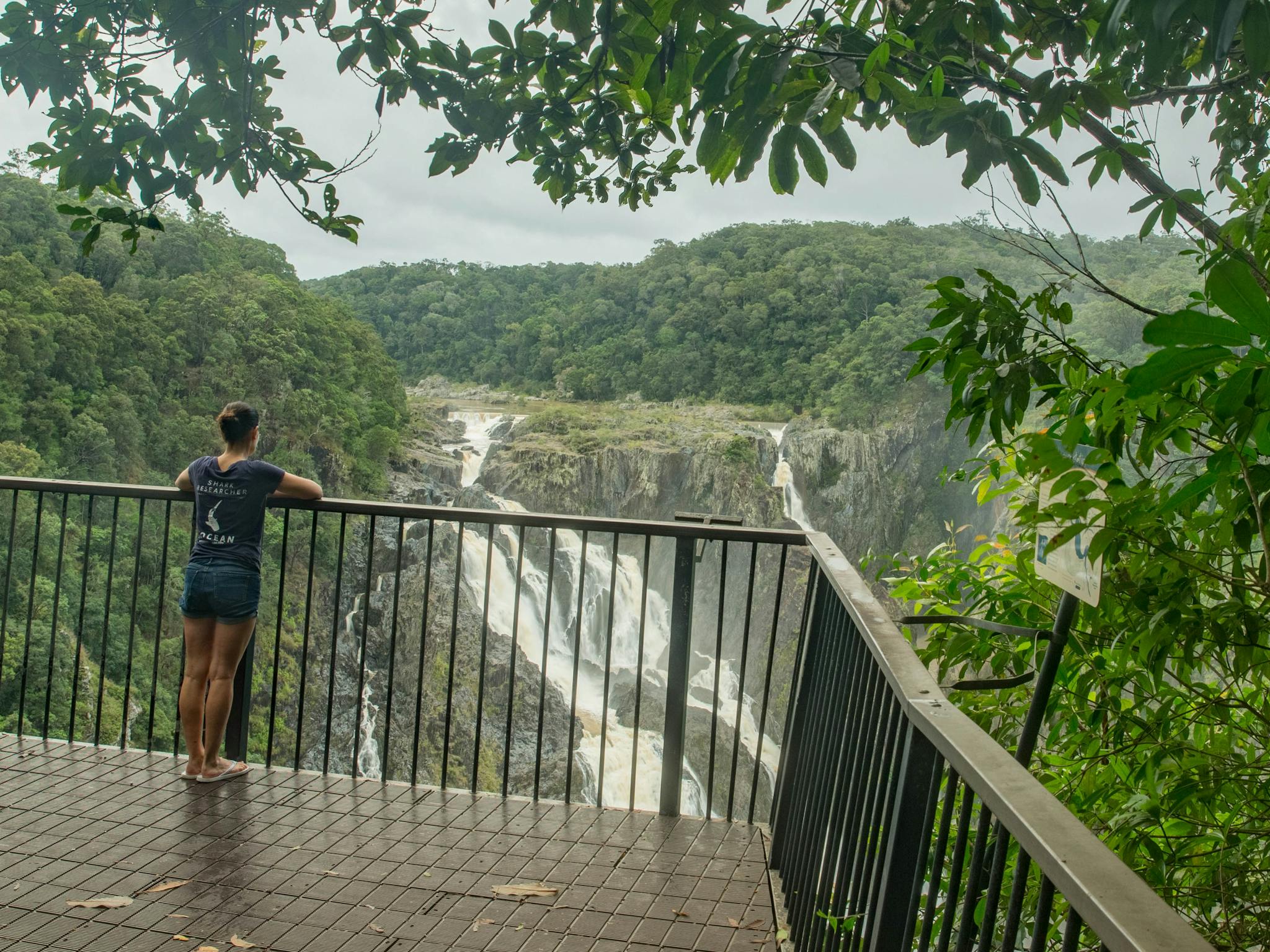 Person stands at railing on lookout overlooking gorge and waterfall surrounded by lush rainforest. Person stands at railing on lookout overlooking gorge and waterfall surrounded by lush rainforest.