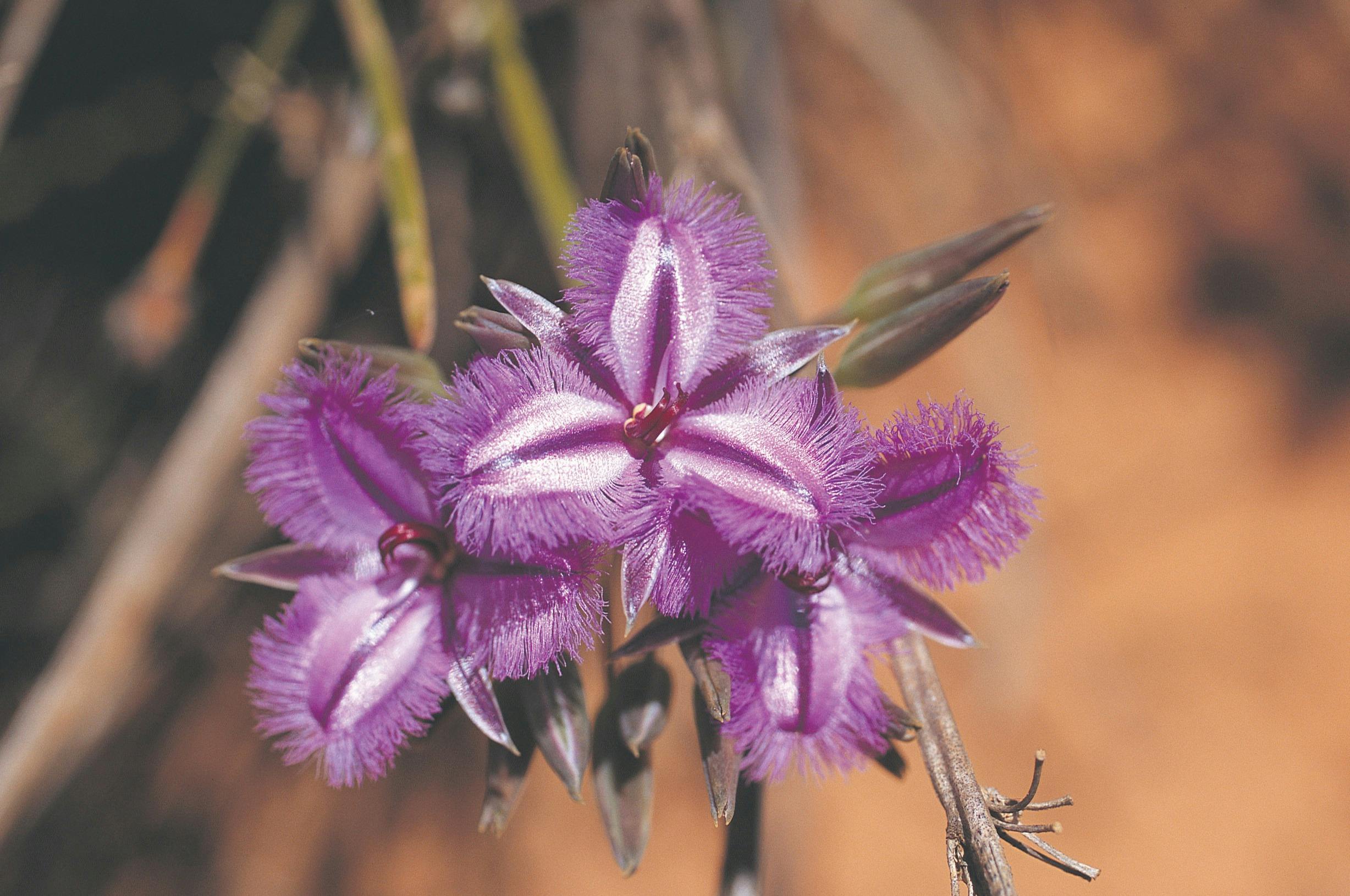 Everlastings Wildflower Trail, Moore River National Park, Western Australia