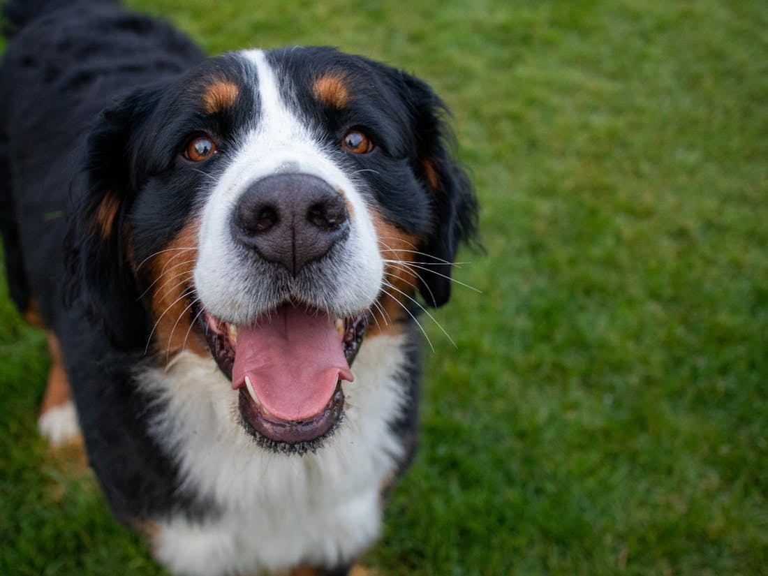 Yappy Hour Sundays - Mclaren Vale, Event 