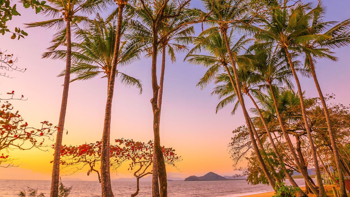 palm cove
