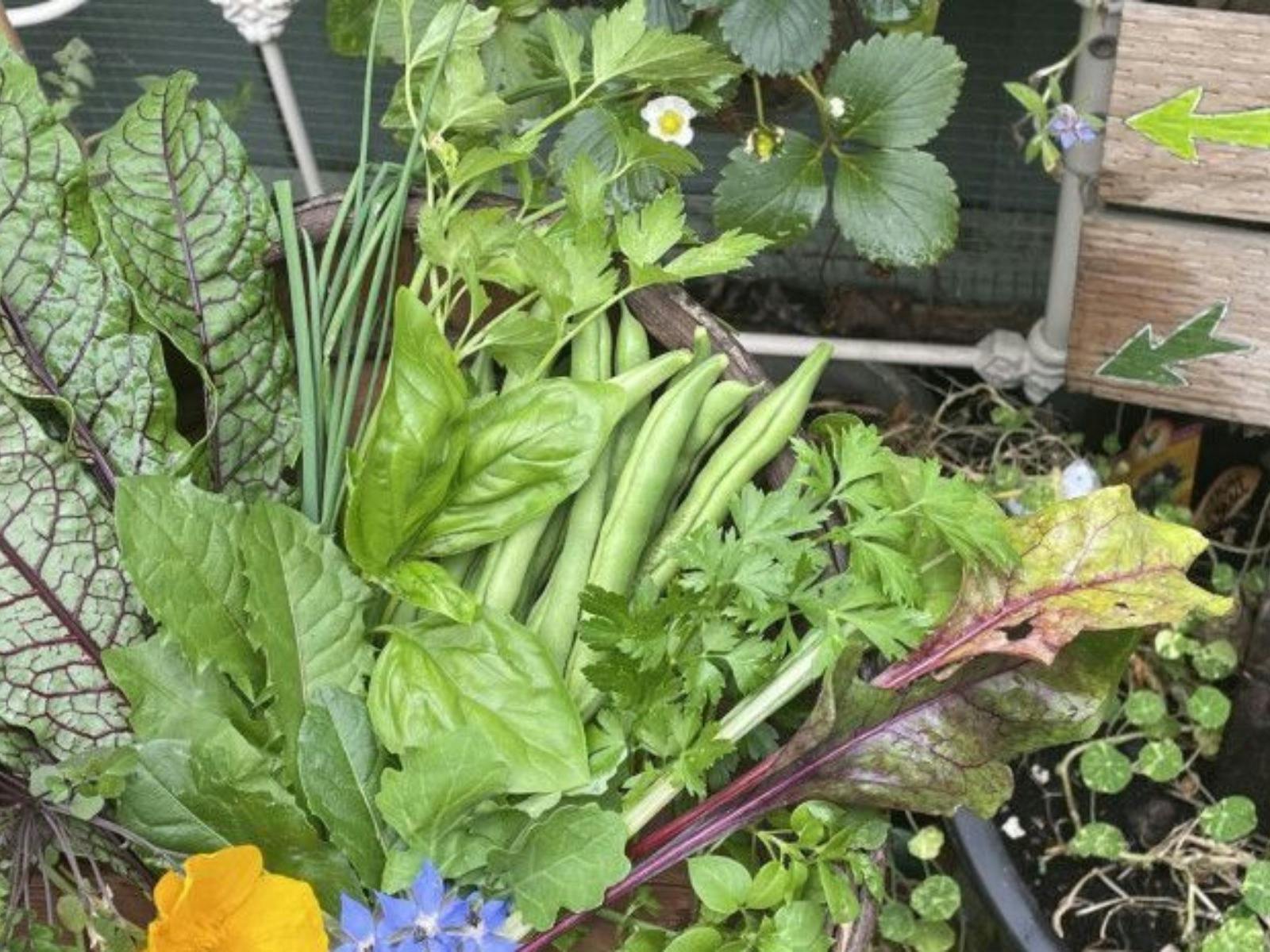 Basket filled with freshly harvested vegetables and herbs, including beans and leafy greens
