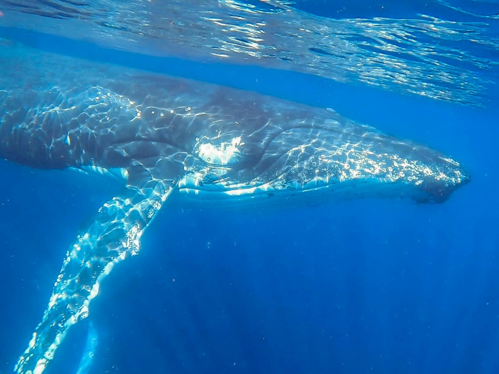 Swimming with whales on the Sunshine Coast