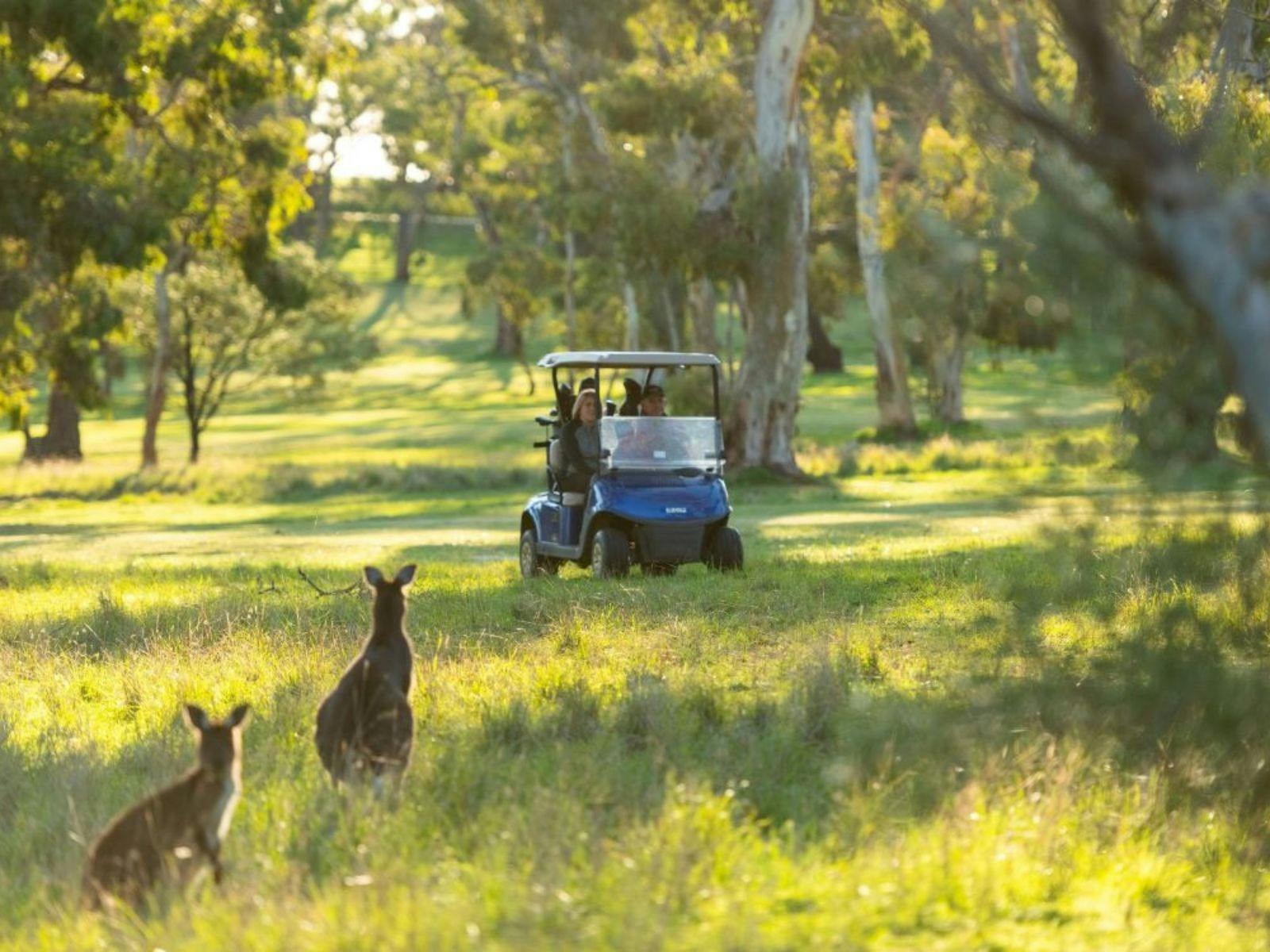Tanunda Pines Golf Club Kangaroos
