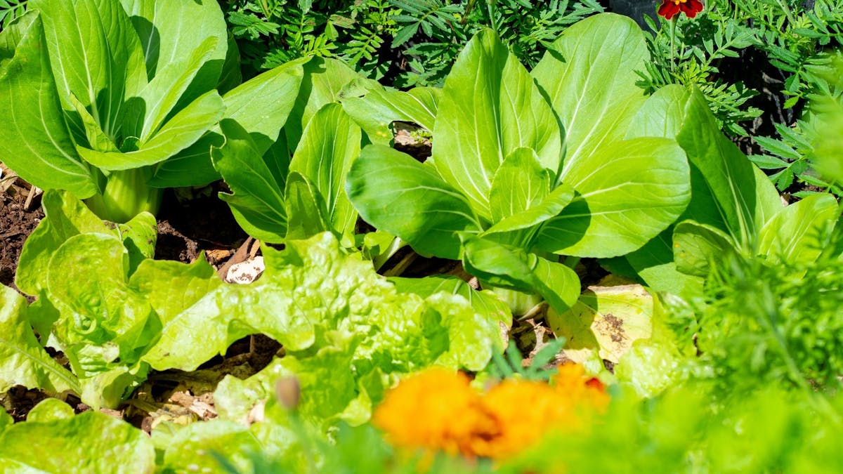 Fresh vegetables growing at the Farm