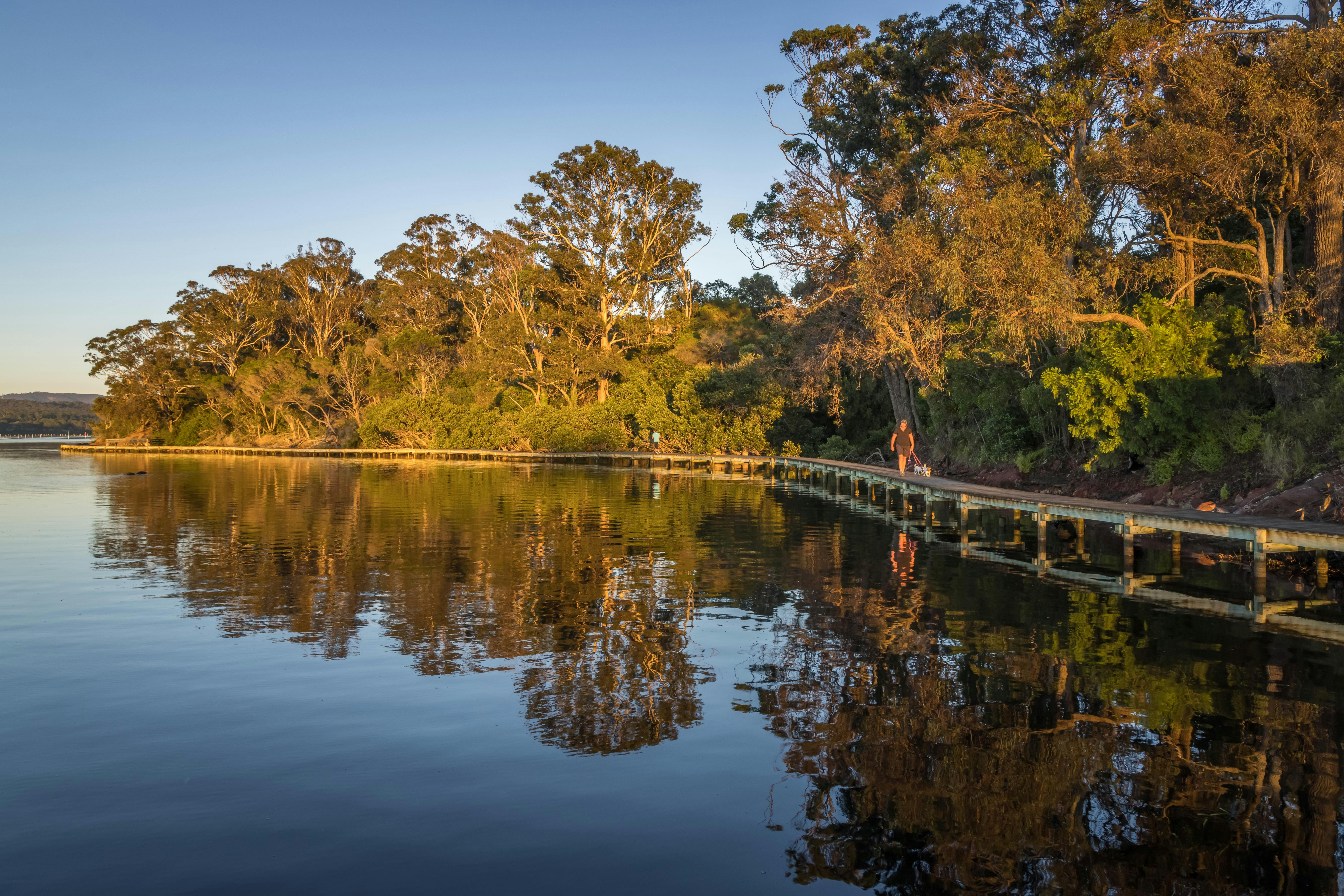Merimbula Boardwalk, walks, Merimbula, walking, dog friendly, Sapphire Coast, South Coast